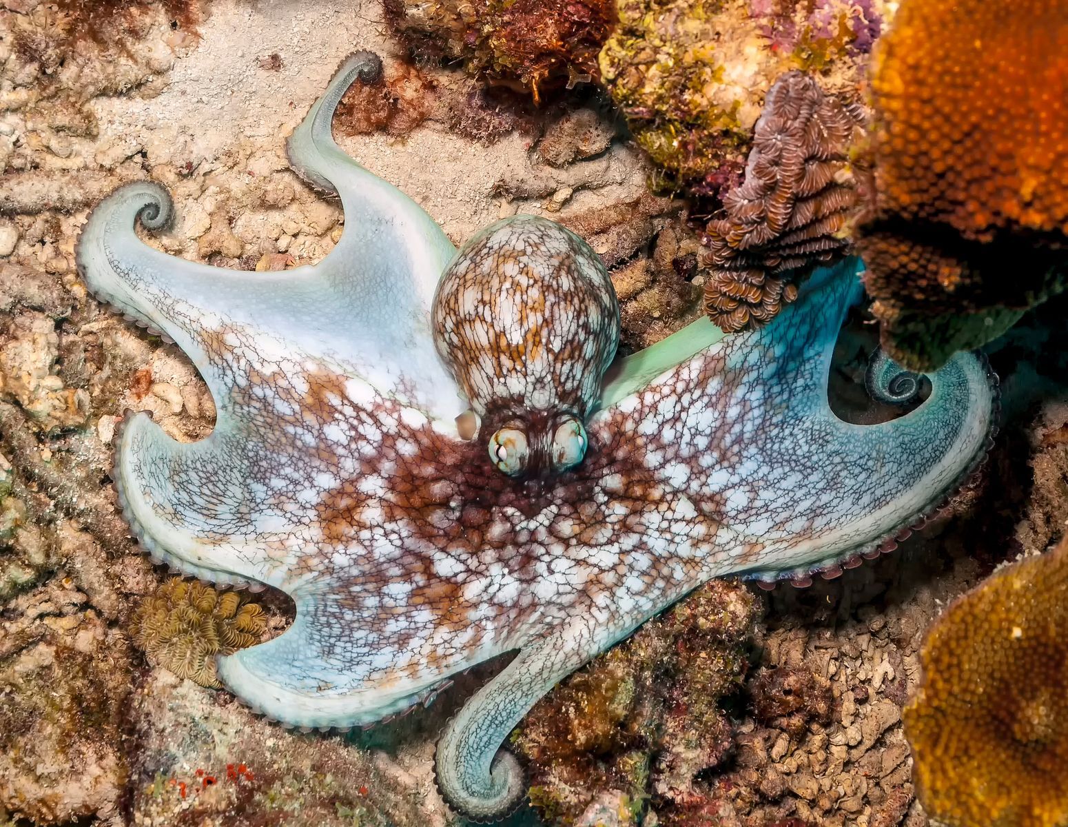 8+ Facts To Know About The Octopus