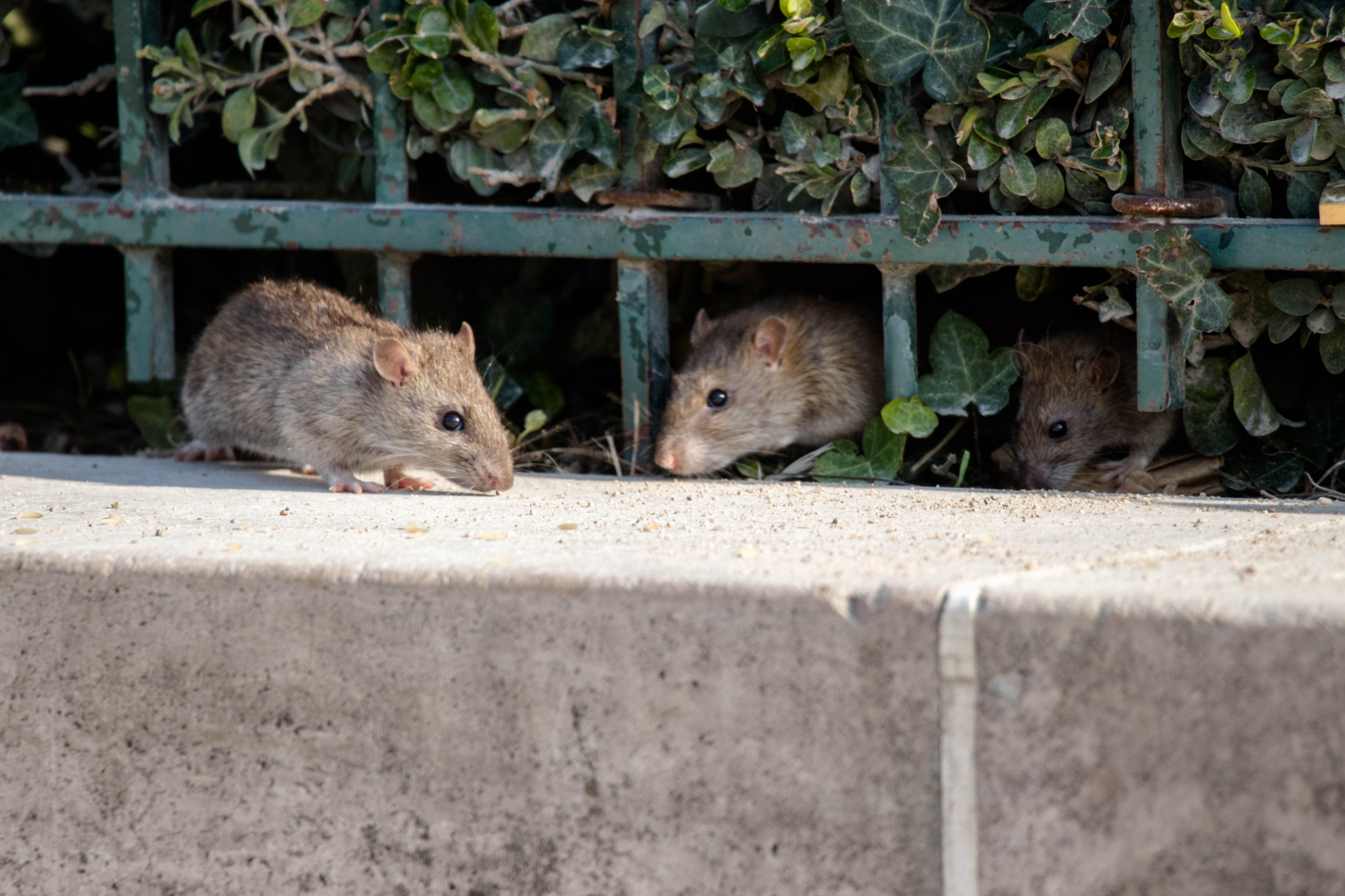<p>Just like in every densely populated city, Paris also deals with rats, trash, pickpockets, and various unpleasant aromas. All of which are terribly unromantic.</p><p><a href="https://www.msn.com/en-us/community/channel/vid-7xx8mnucu55yw63we9va2gwr7uihbxwc68fxqp25x6tg4ftibpra?cvid=94631541bc0f4f89bfd59158d696ad7e">Follow us and access great exclusive content every day</a></p>