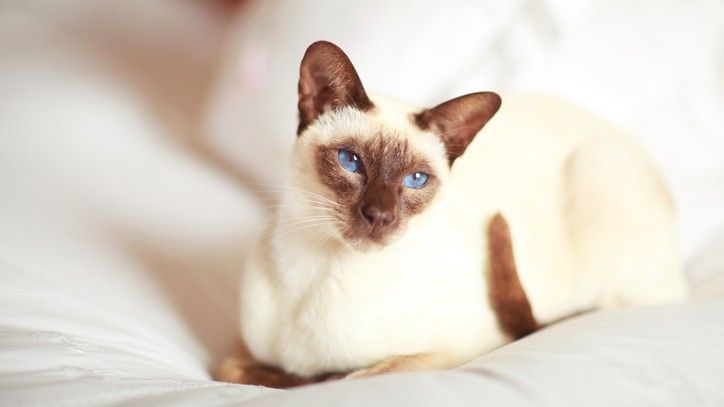 15 hypoallergenic cat breeds for allergy sufferers