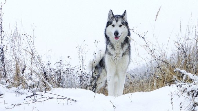 10 best dog breeds for cold weather: Meet the winter wonders