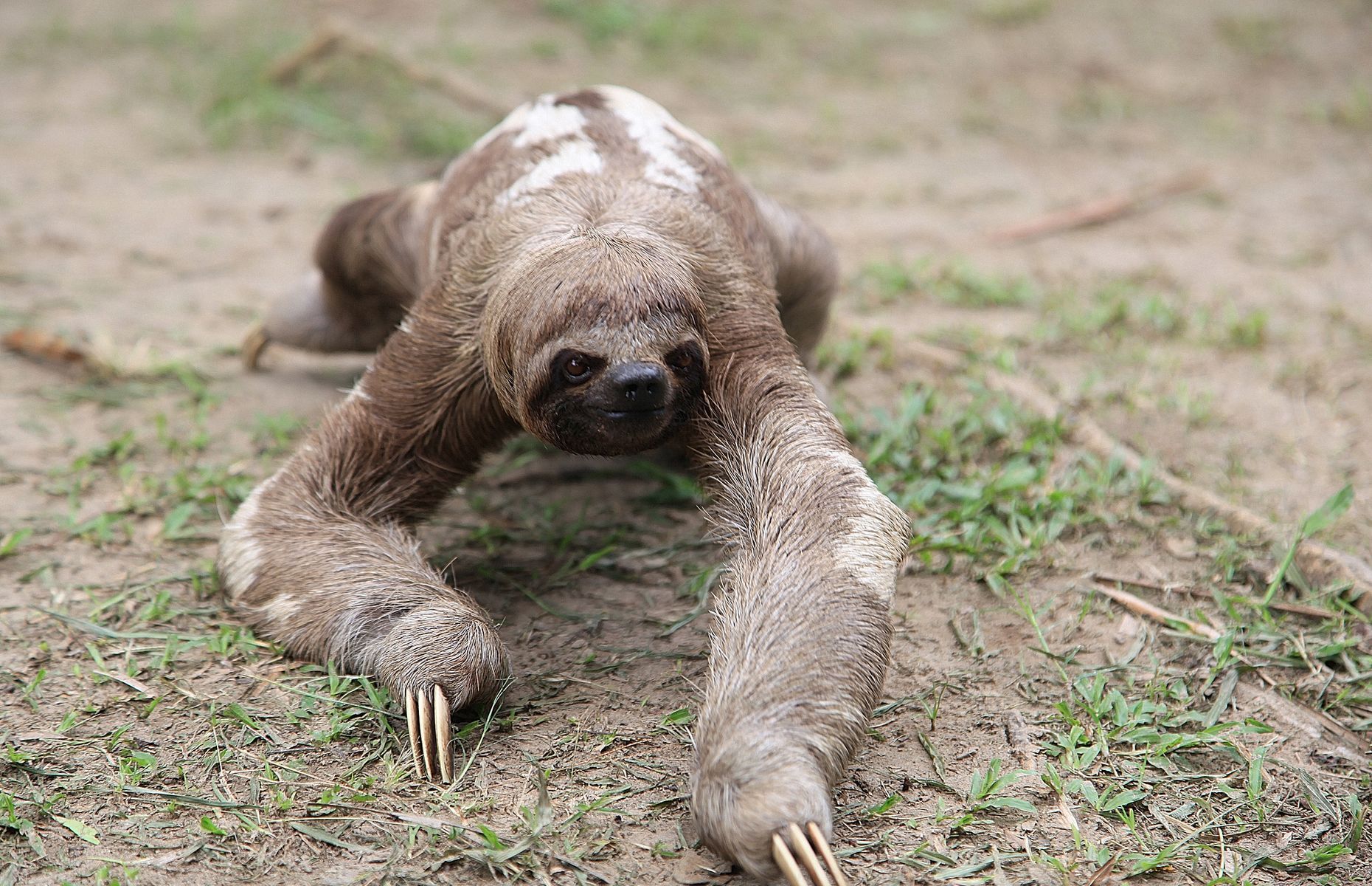 Entspannen Sie sich mit diesen 20 Fakten über Faultiere