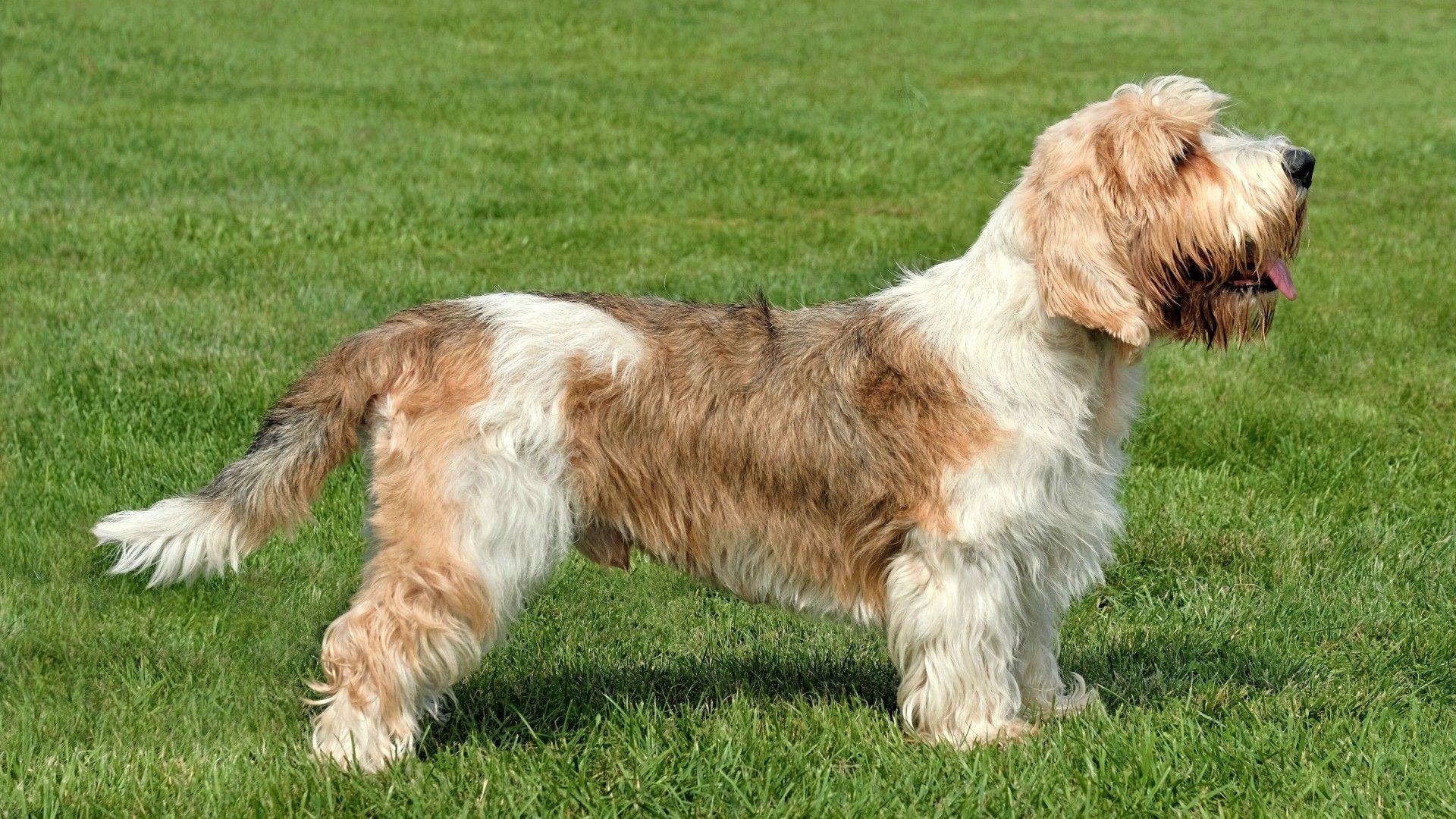 12 most popular hound dog breeds