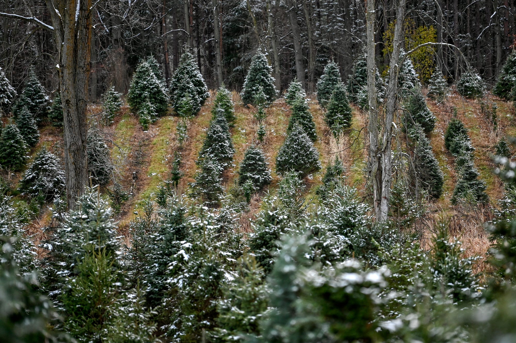 Eaton Rapids Christmas tree grower is too popular, has to close for the