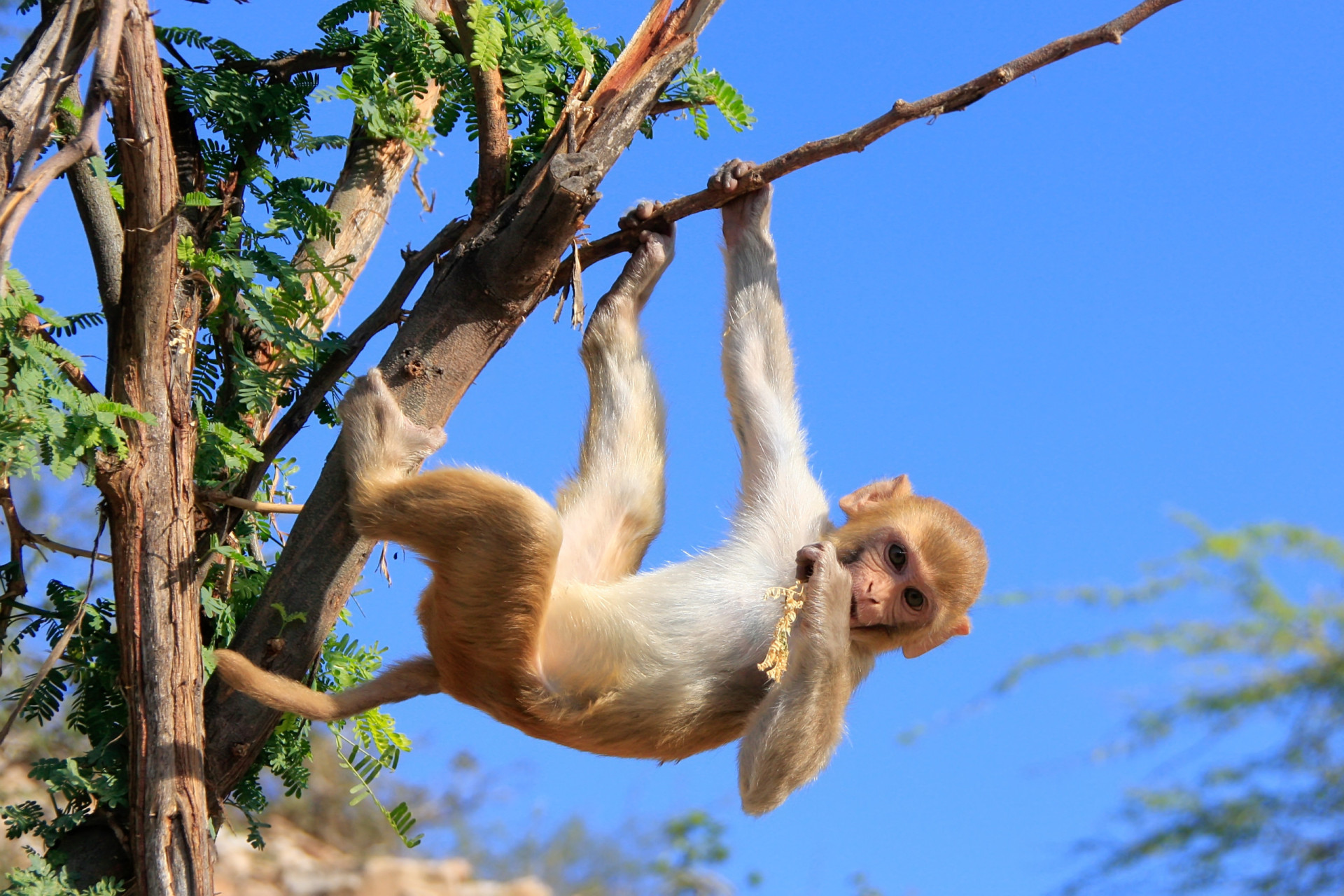<p>Get in a boat and head out to this island overrun by rhesus monkeys, which were brought to the island for scientific research.</p><p><a href="https://www.msn.com/en-us/community/channel/vid-7xx8mnucu55yw63we9va2gwr7uihbxwc68fxqp25x6tg4ftibpra?cvid=94631541bc0f4f89bfd59158d696ad7e">Follow us and access great exclusive content every day</a></p>