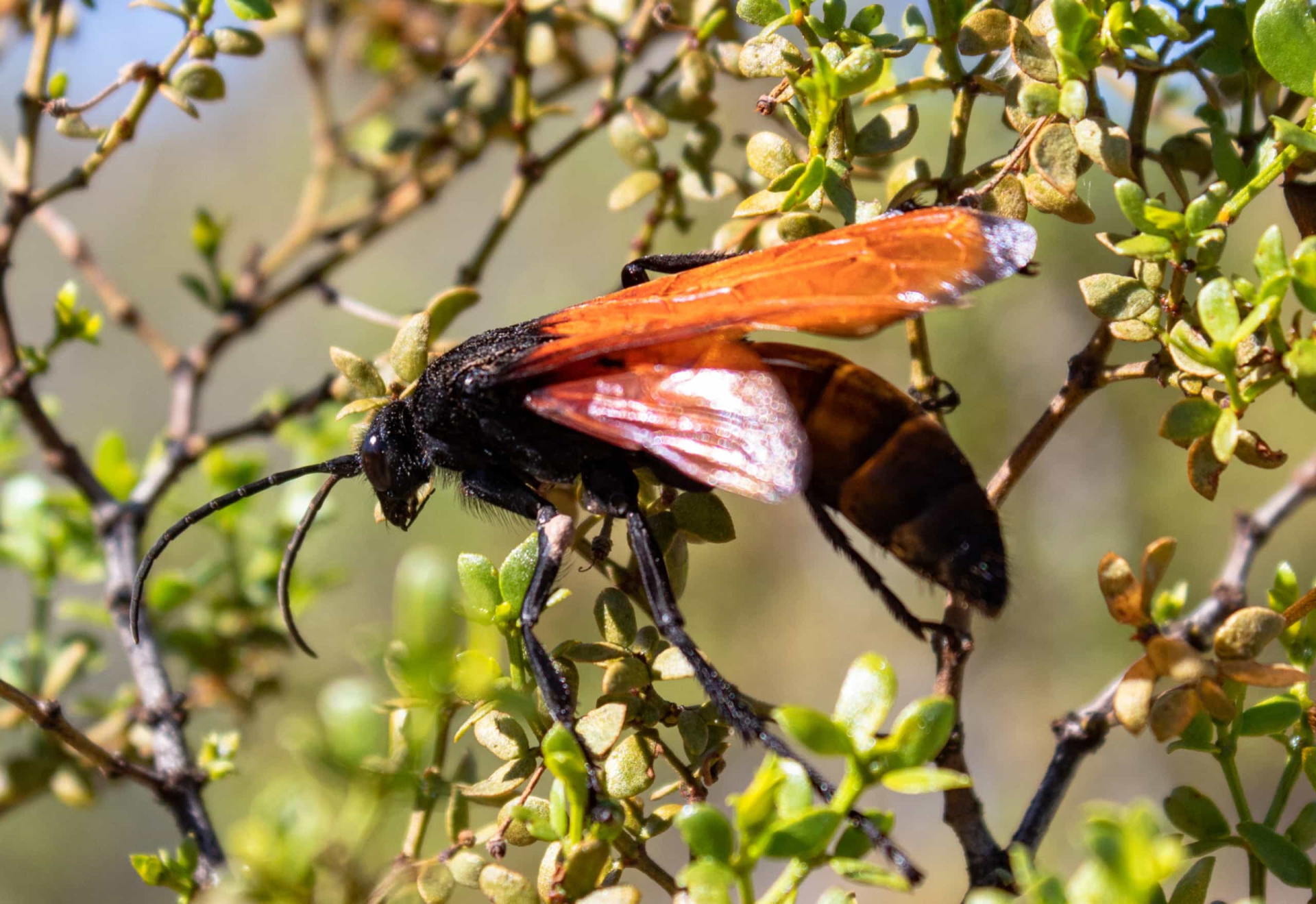 Nature's deadliest assassins
