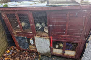 The 13 ferrets were found dumped in Washington