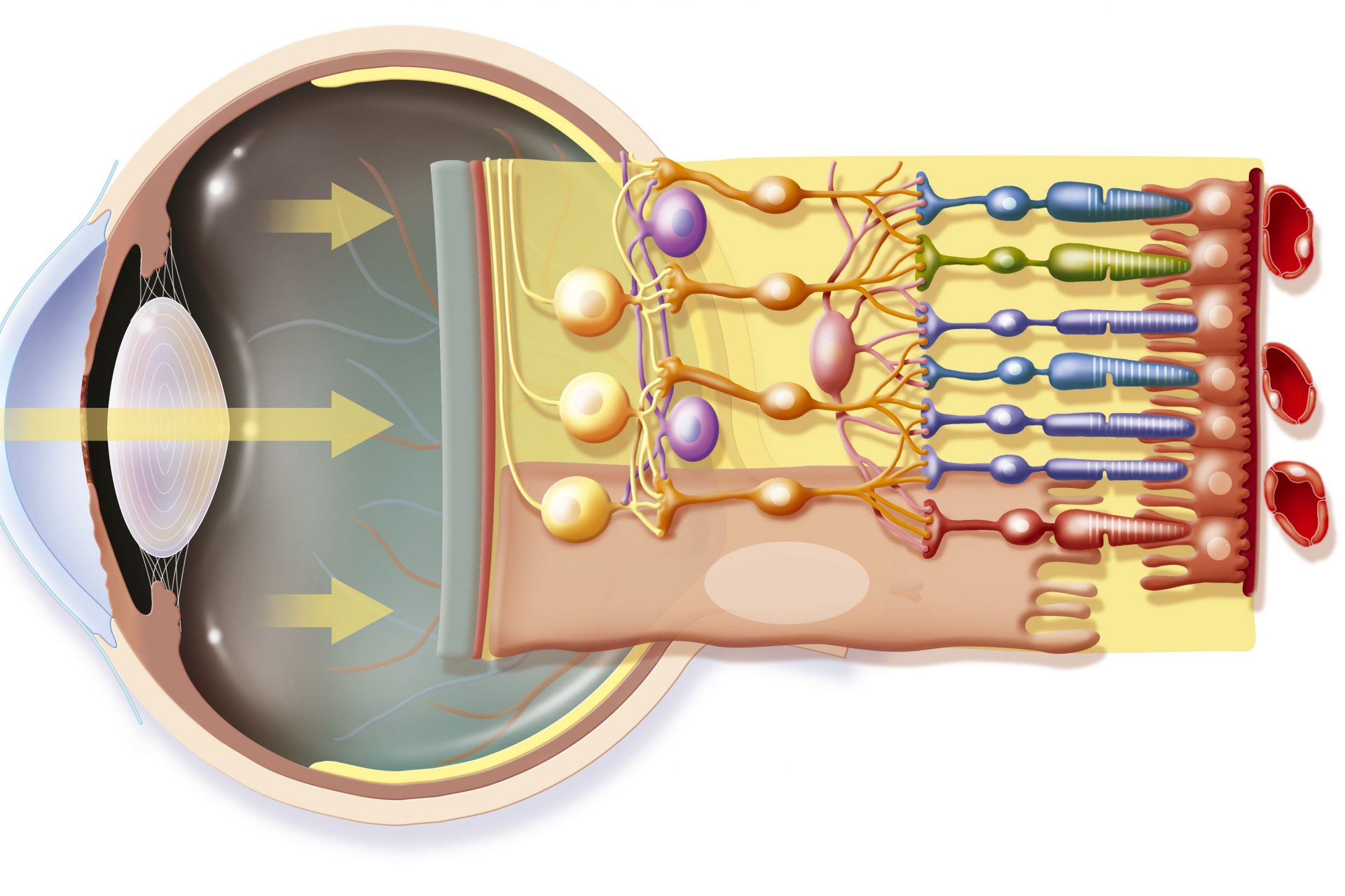 Рецепторы палочек сетчатки. Рецепторы сетчатки. Рецепторы глаза. Световые рецепторы глаза. Орган зрения палочки и колбочки.