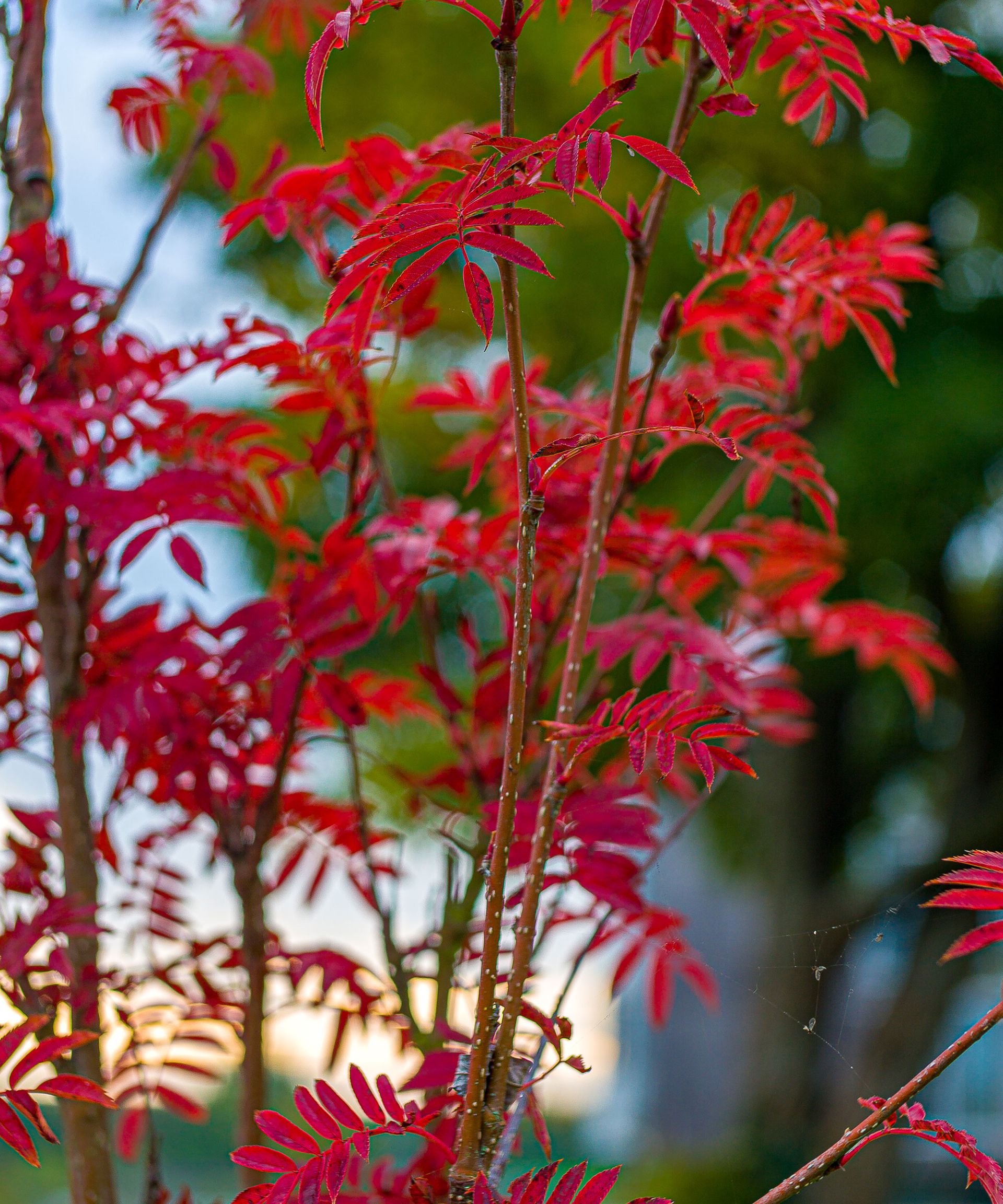10 trees with red leaves for stunning garden color