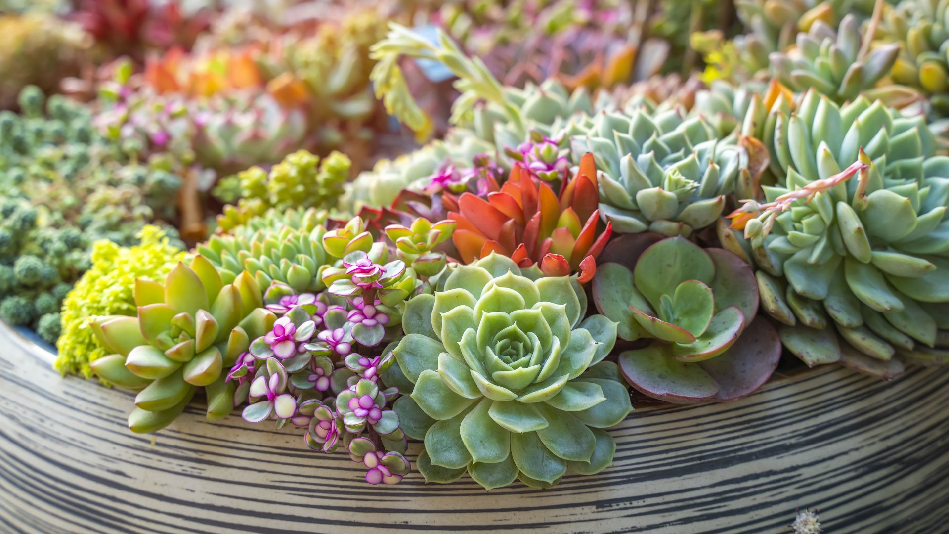 Best indoor succulents: 11 varieties to grow in your home