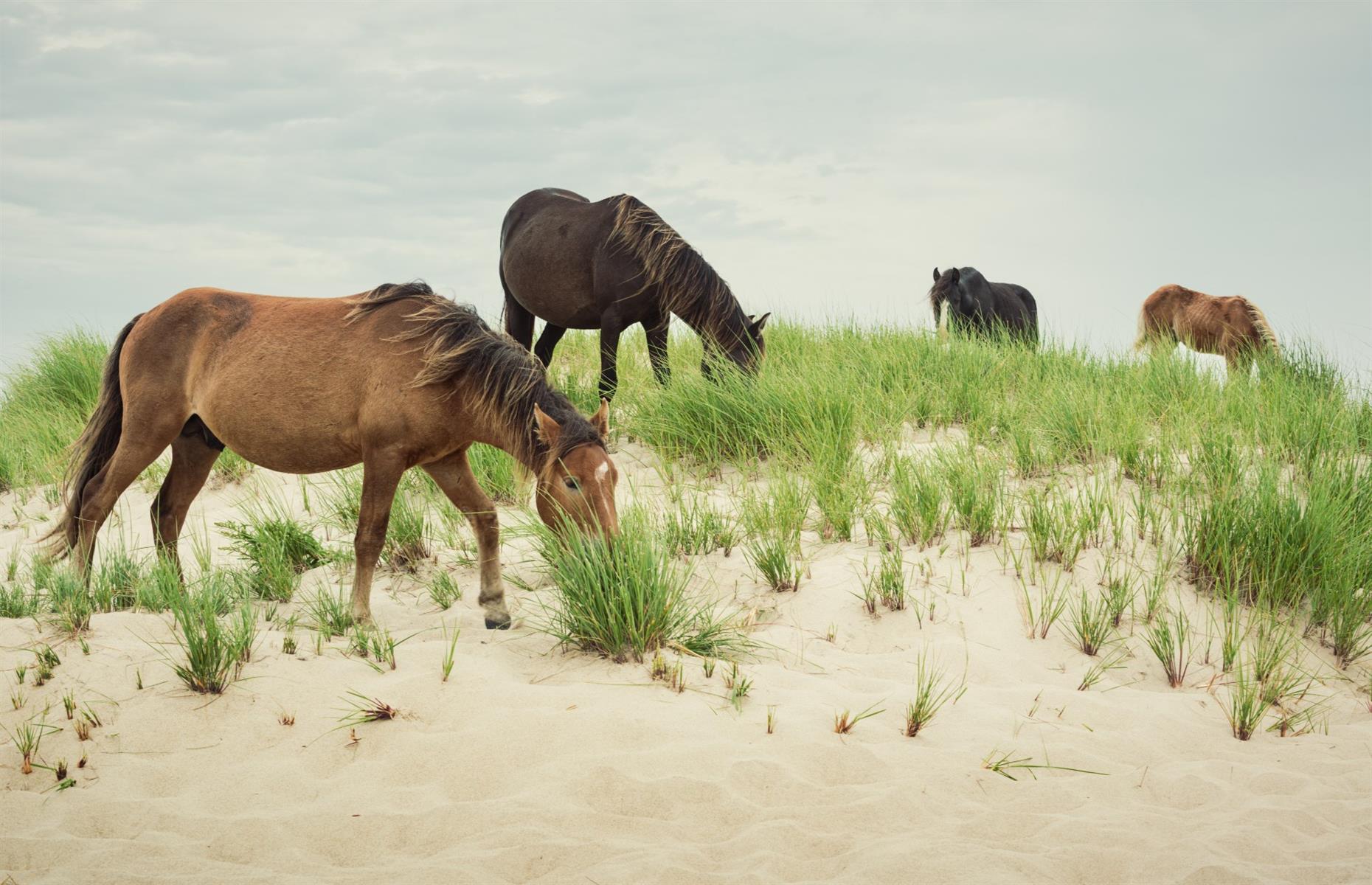 <p><a href="https://www.pc.gc.ca/en/pn-np/ns/sable">Sable Island</a> is remote – so remote that visitors can only access it by air or by sea, on a private vessel or through a plane or helicopter tour. The crescent-shaped island sits 109 miles (175km) from mainland Nova Scotia and acts as a refuge for some 500 wild horses that are thought to have been introduced in the 1730s. Wholly isolated and ruggedly beautiful, the beach-lined island is also home to the world’s largest breeding colony of gray seals.</p>