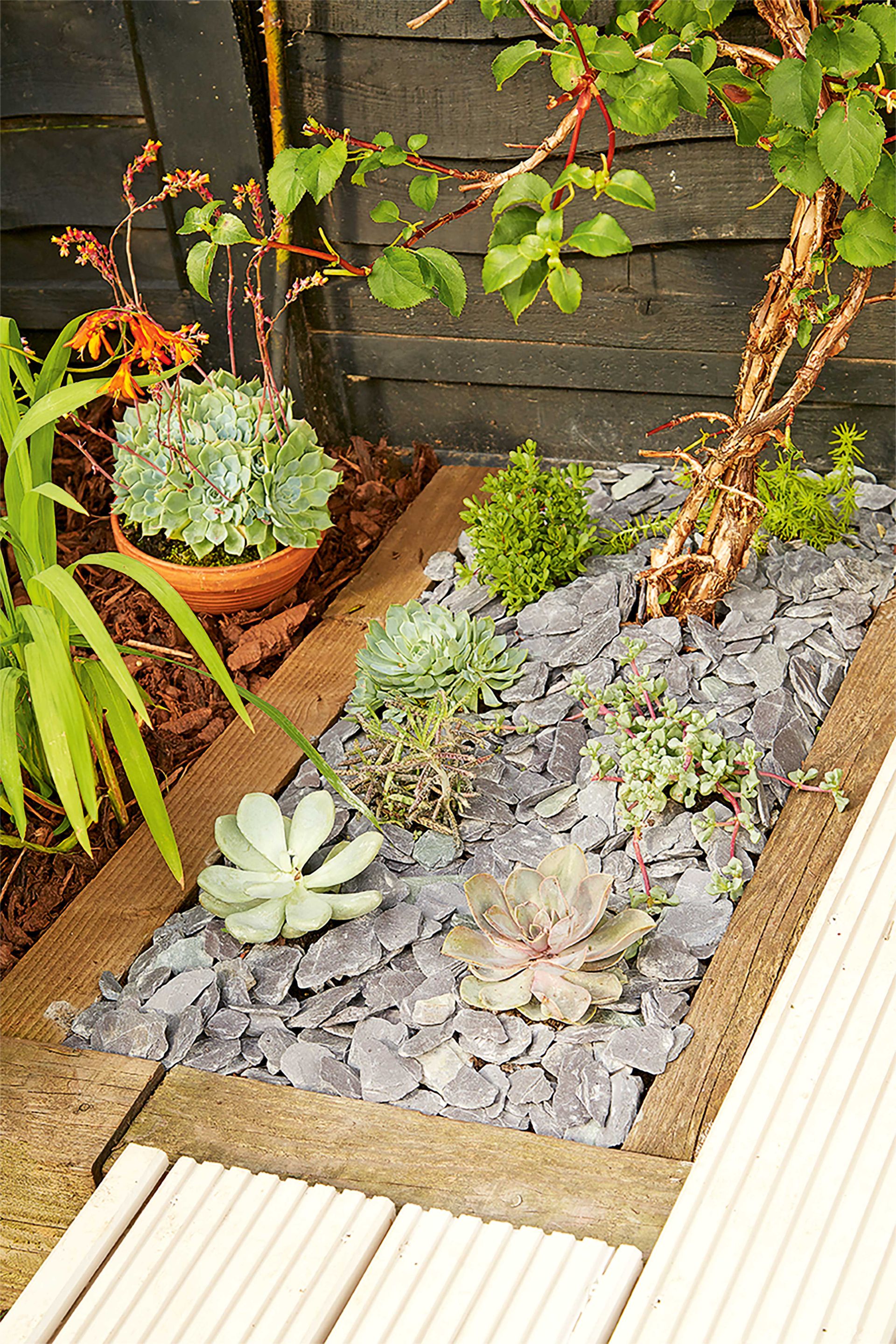 <p>                     When you're planning on laying new decks or patio, think about adding planting pockets to break up the hard landscaping. Succulents are the ideal plant for a sunny deck as once they've established it's possible to leave them for periods without watering them.                    </p>                                      <p>                     As they're quite low growing, and not easily spotted it's a good idea to grow them around the edges of your decked patio area to prevent them being trampled over. They don't need deep soil to grow, so just enough to cover their small root system, plus a bit more just to be on the safe side. Cover the soil with a layer of aggregate to give it a finished look.                   </p>                                      <p>                     An even easier way to incorporate succulent garden ideas into your landscaping is to go for a gravel patio. The succulents can simply be planted in slits in your weed proof membrane to grow up through your hardscaping material.                    </p>