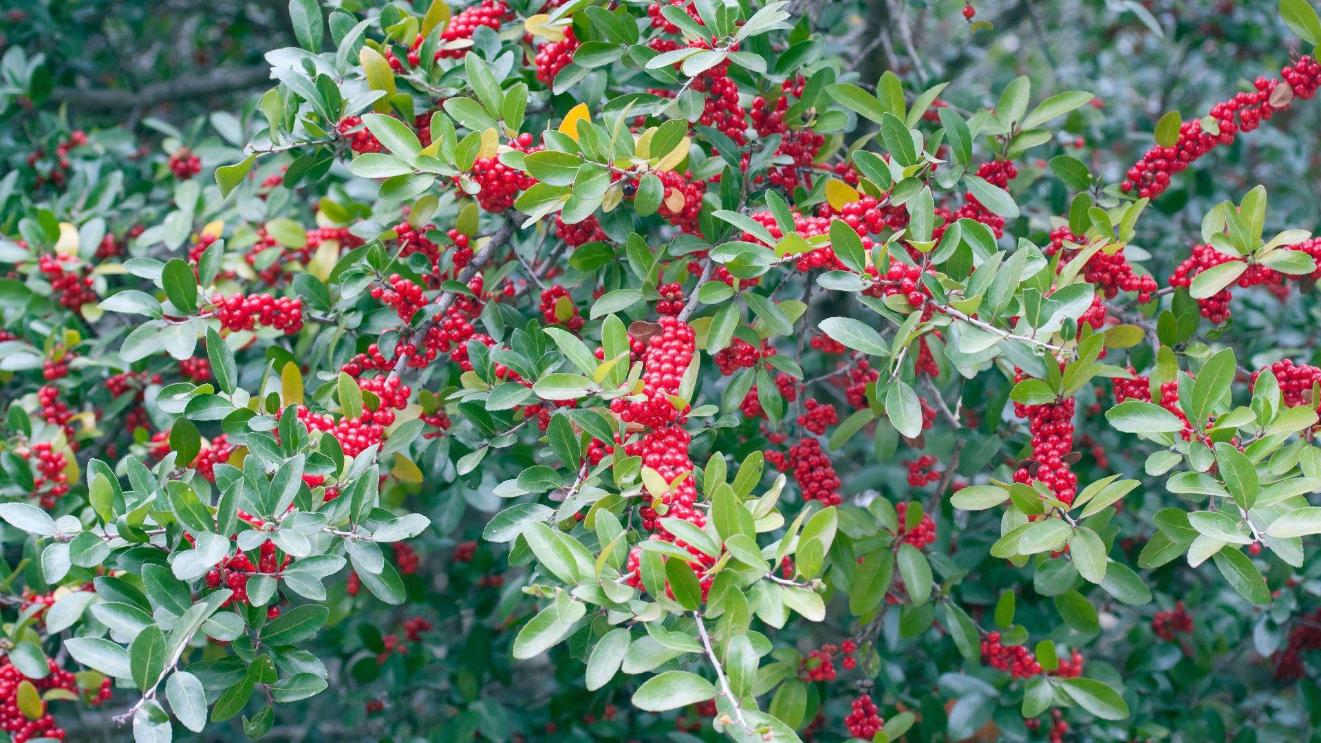 Best fast-growing shrubs: 10 quick ways to add impact to your yard