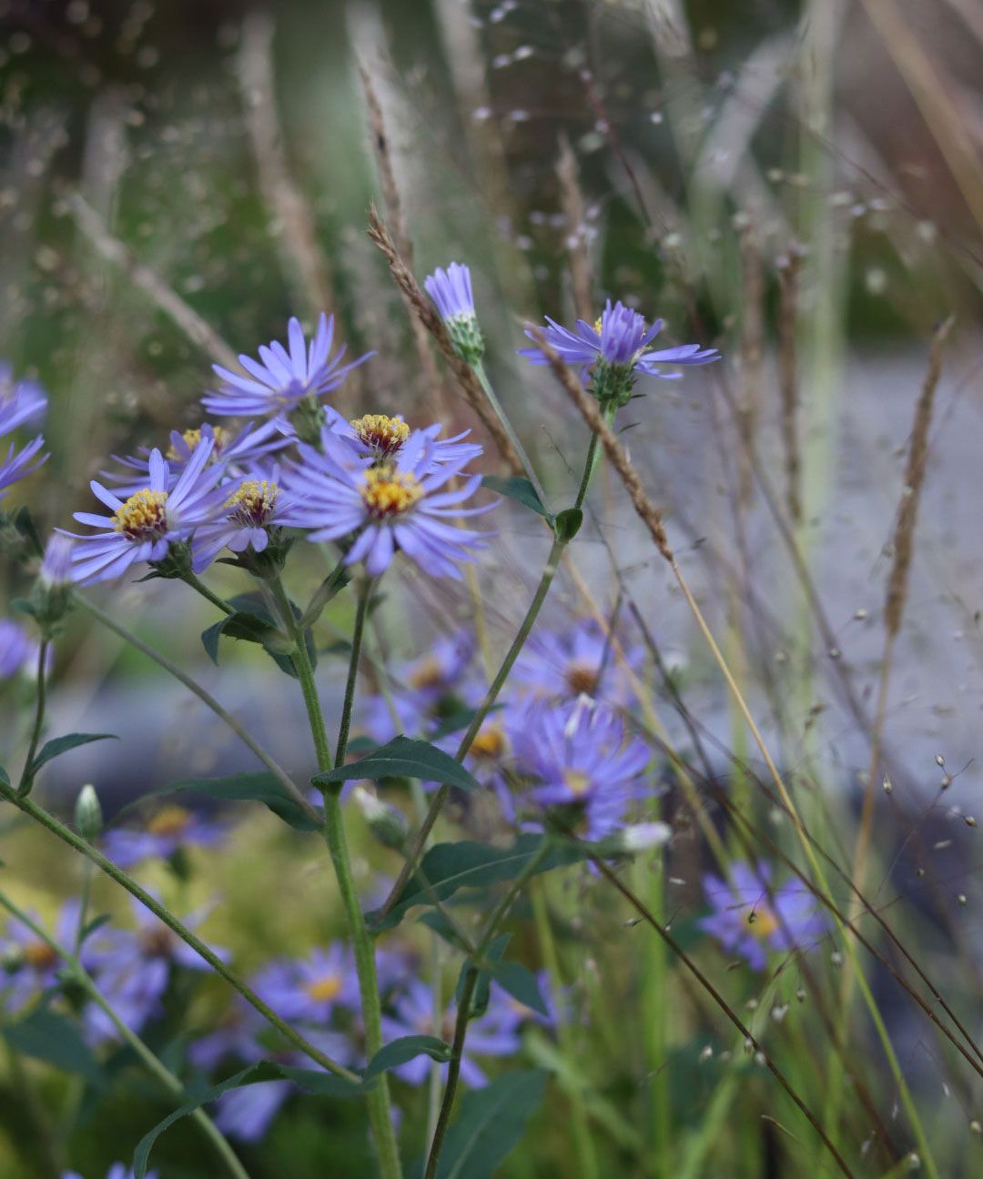 Plants for pollinators – 9 of the best for a blooming garden