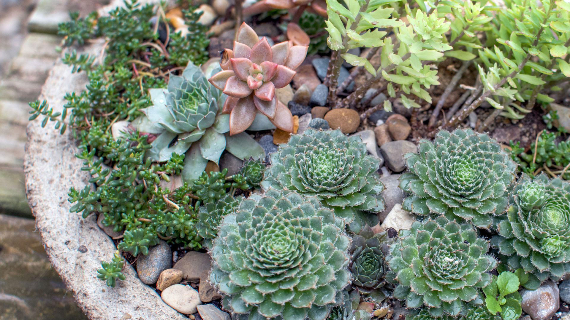 Succulent Garden Ideas 13 Looks For A Stylish Outdoor Oasis