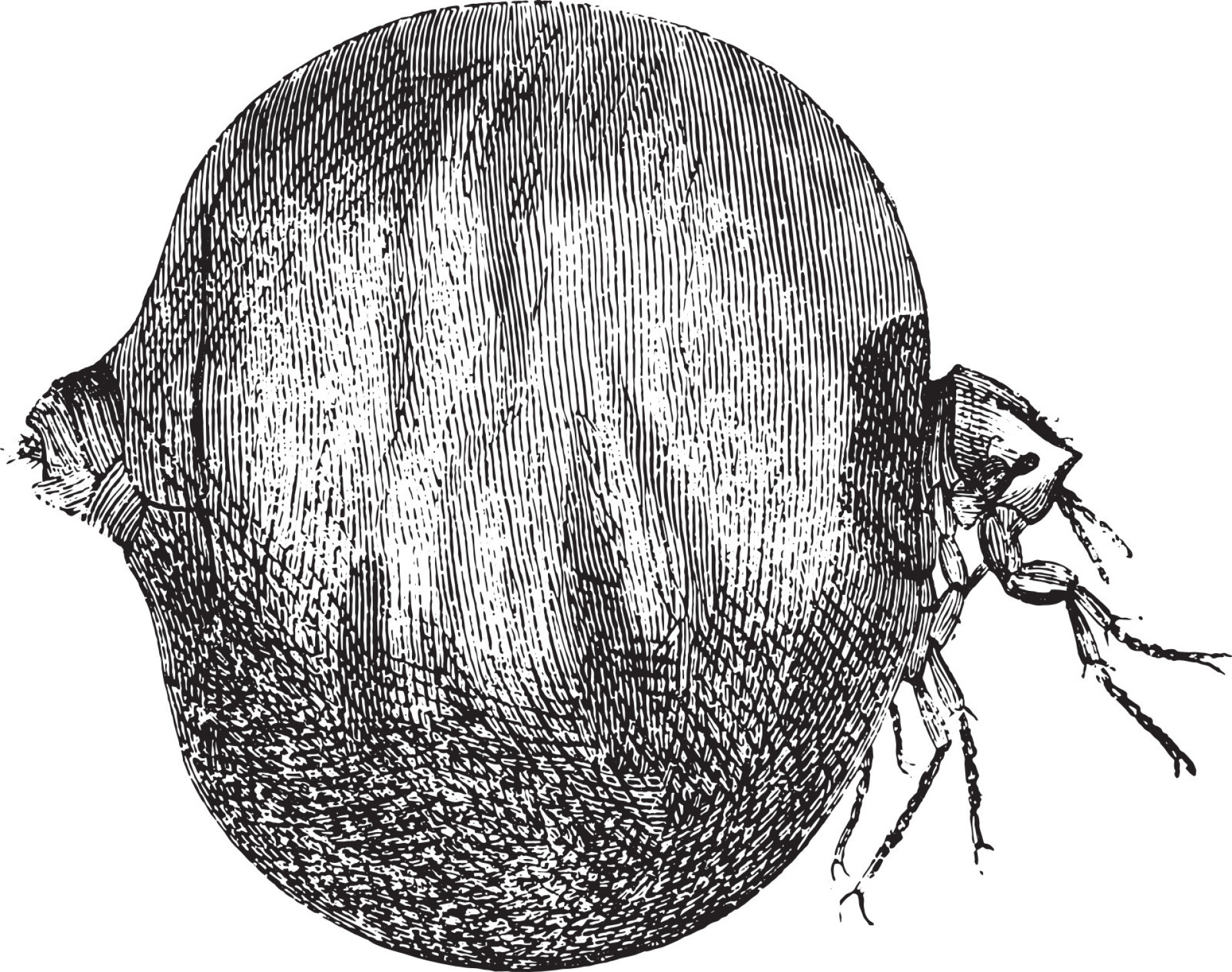 Bizarre tropical diseases you've probably never heard of