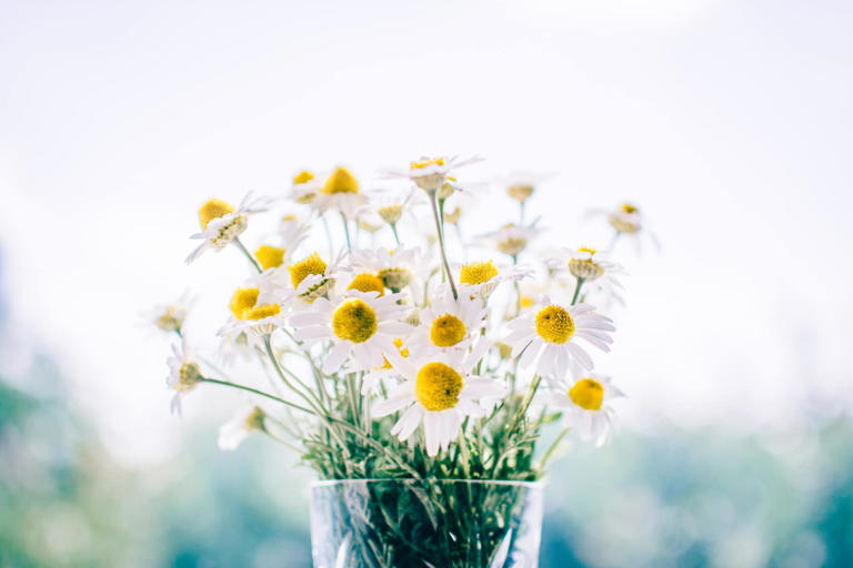 4 of the Worst Flowers for Allergy Sufferers
