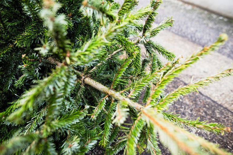 The two common dates when you traditionally take down your Christmas tree