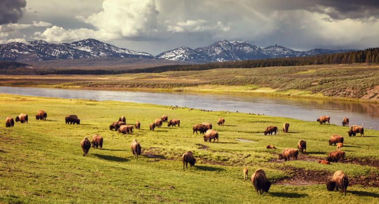 These Are 10 Places To See American Bison Roaming In The Wild