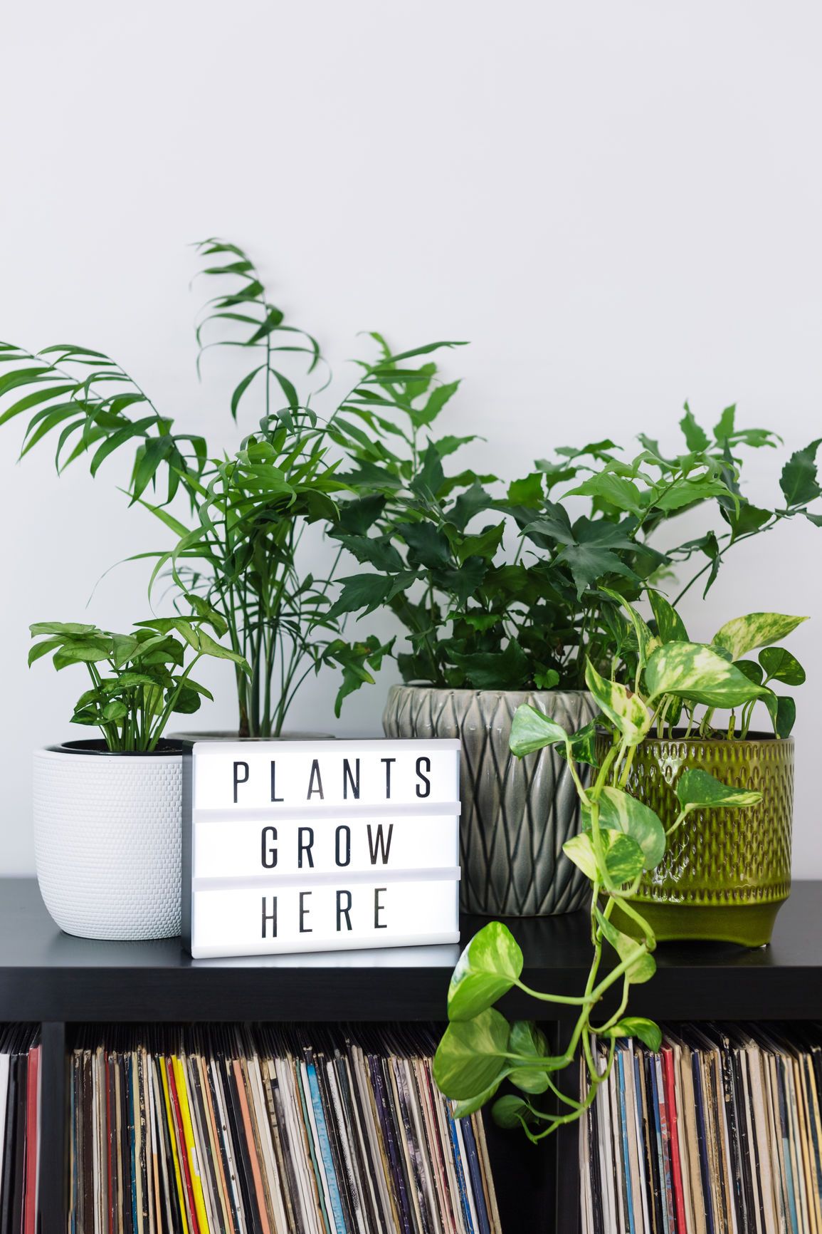 The Best Hard-to-kill Indoor Plants That’ll Liven Up Your Home