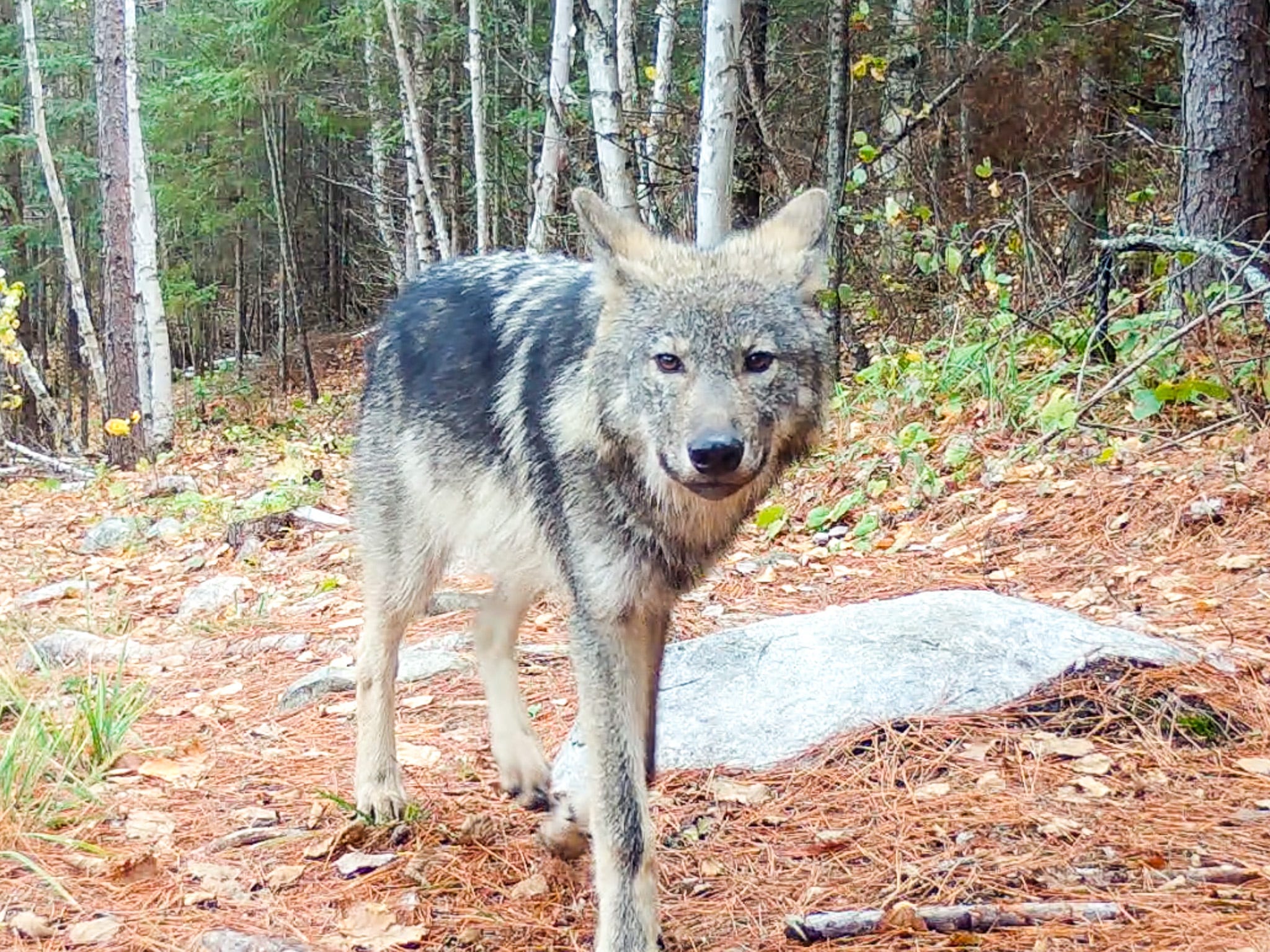 Тайцы волк. Волк фото. Канадский волк. Канадский волк фото. Доллинский волк.