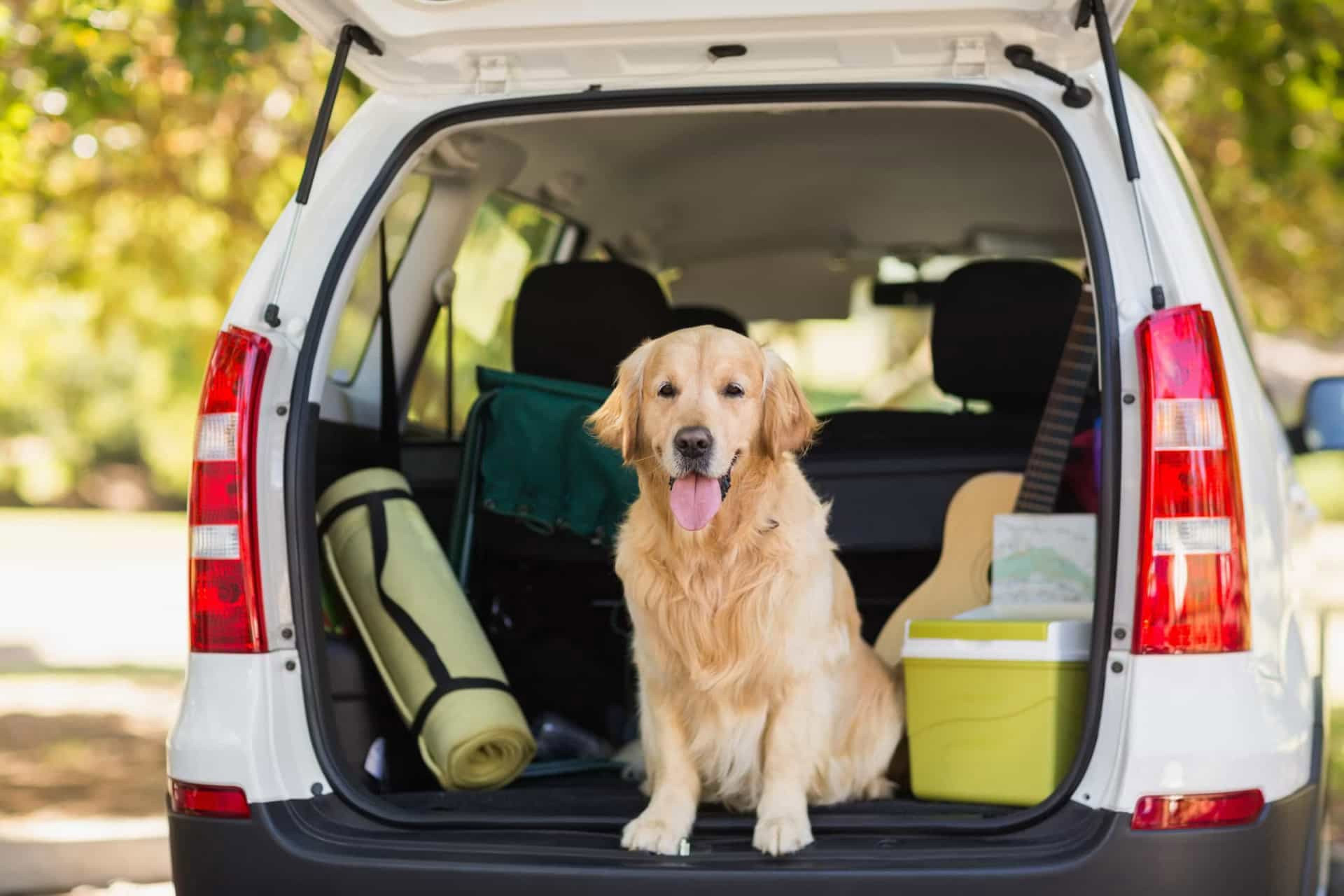 A guide to taking your dog on a road trip