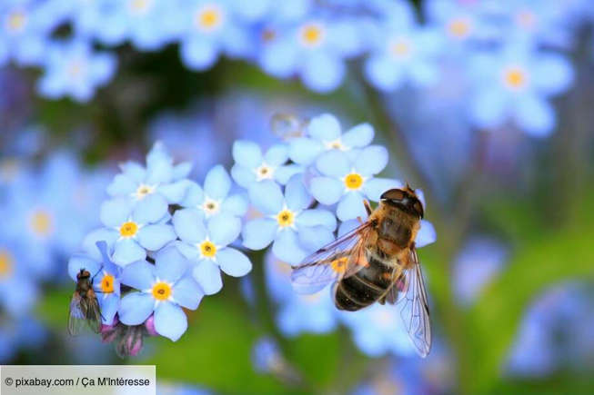 L’abeille a la bosse des maths