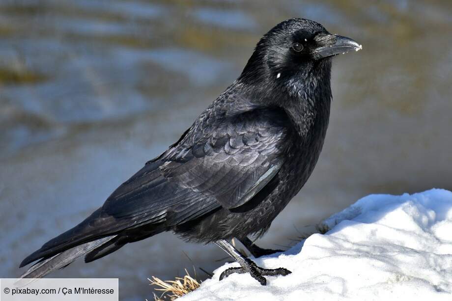 Les corbeaux fabriquent des outils