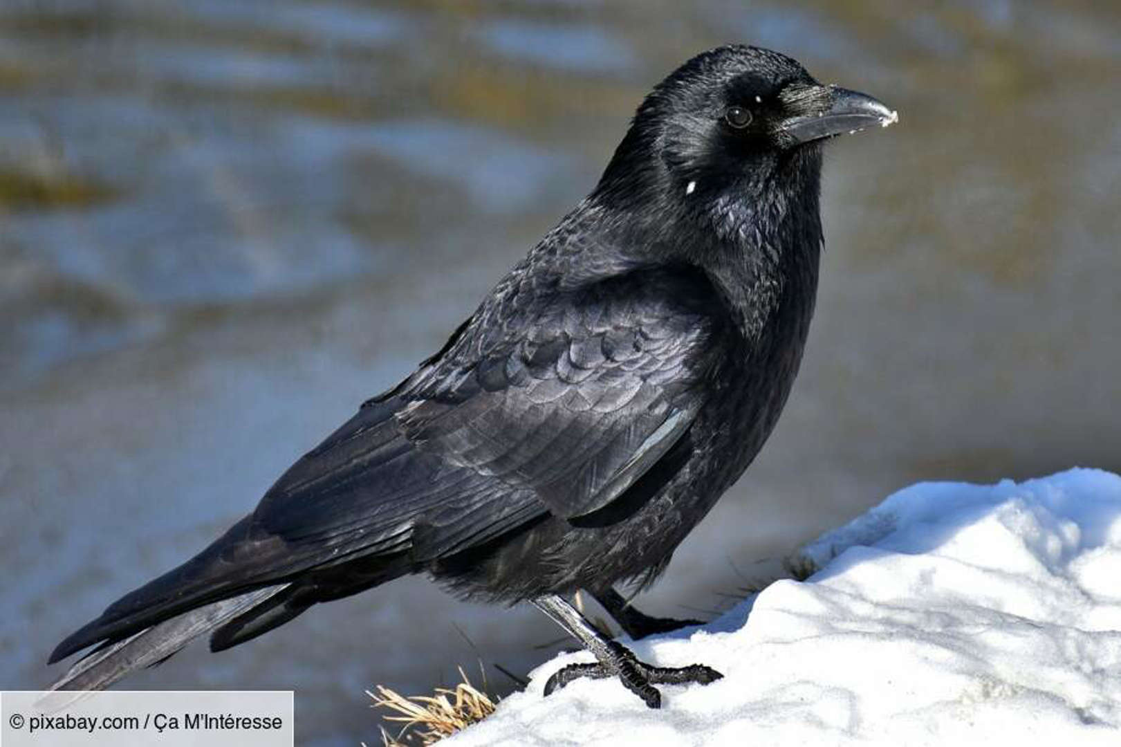 Les corbeaux fabriquent des outils