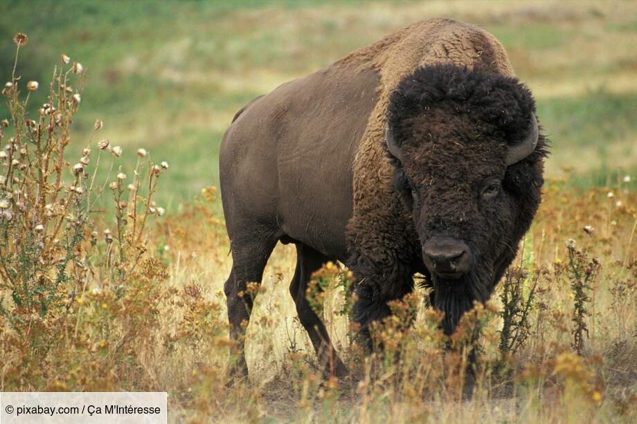 Les bisons, ces démocrates