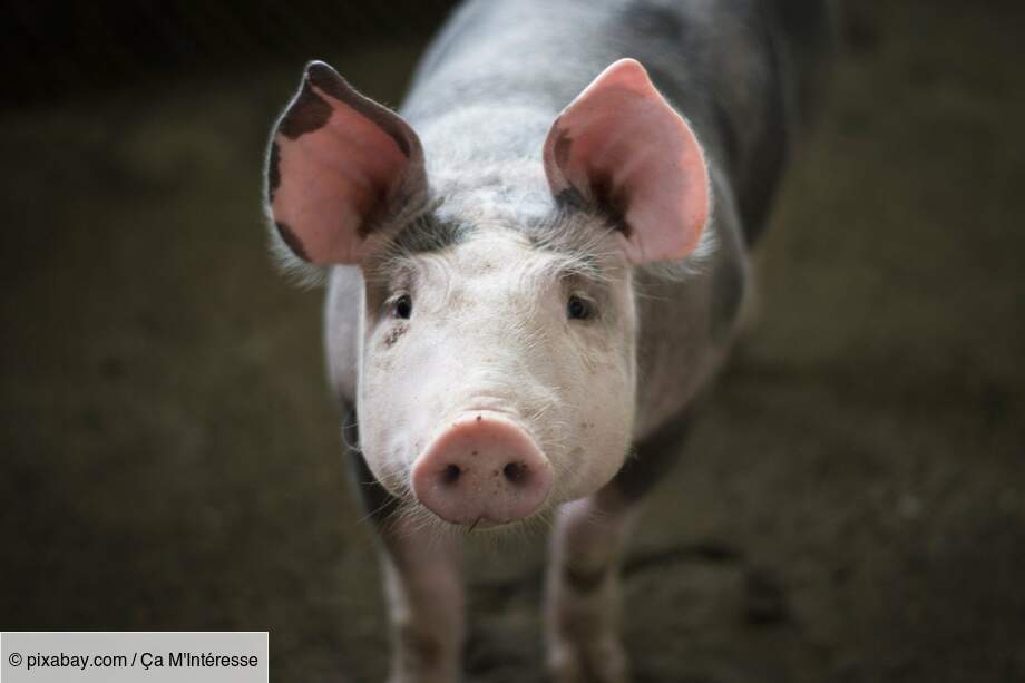 Le cochon est un gamer