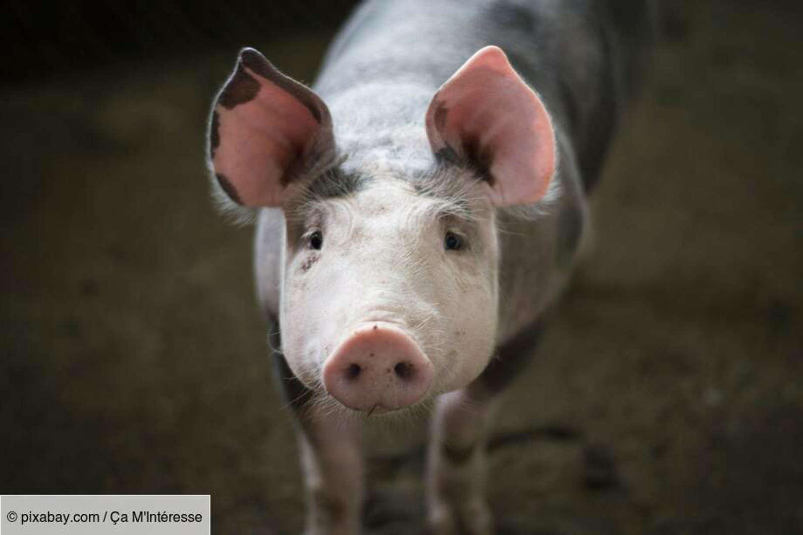 Le cochon est un gamer