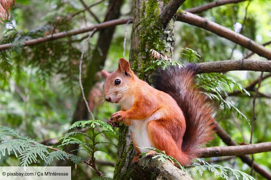 L’écureuil a bonne mémoire
