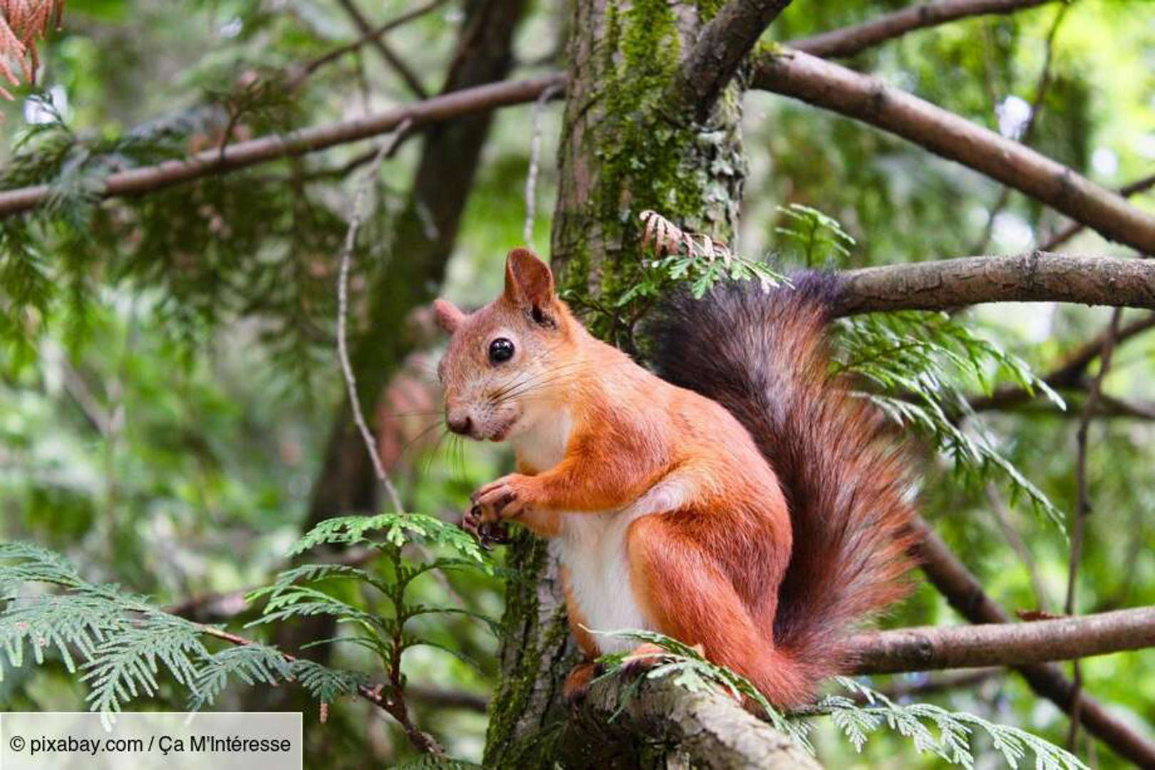 L’écureuil a bonne mémoire