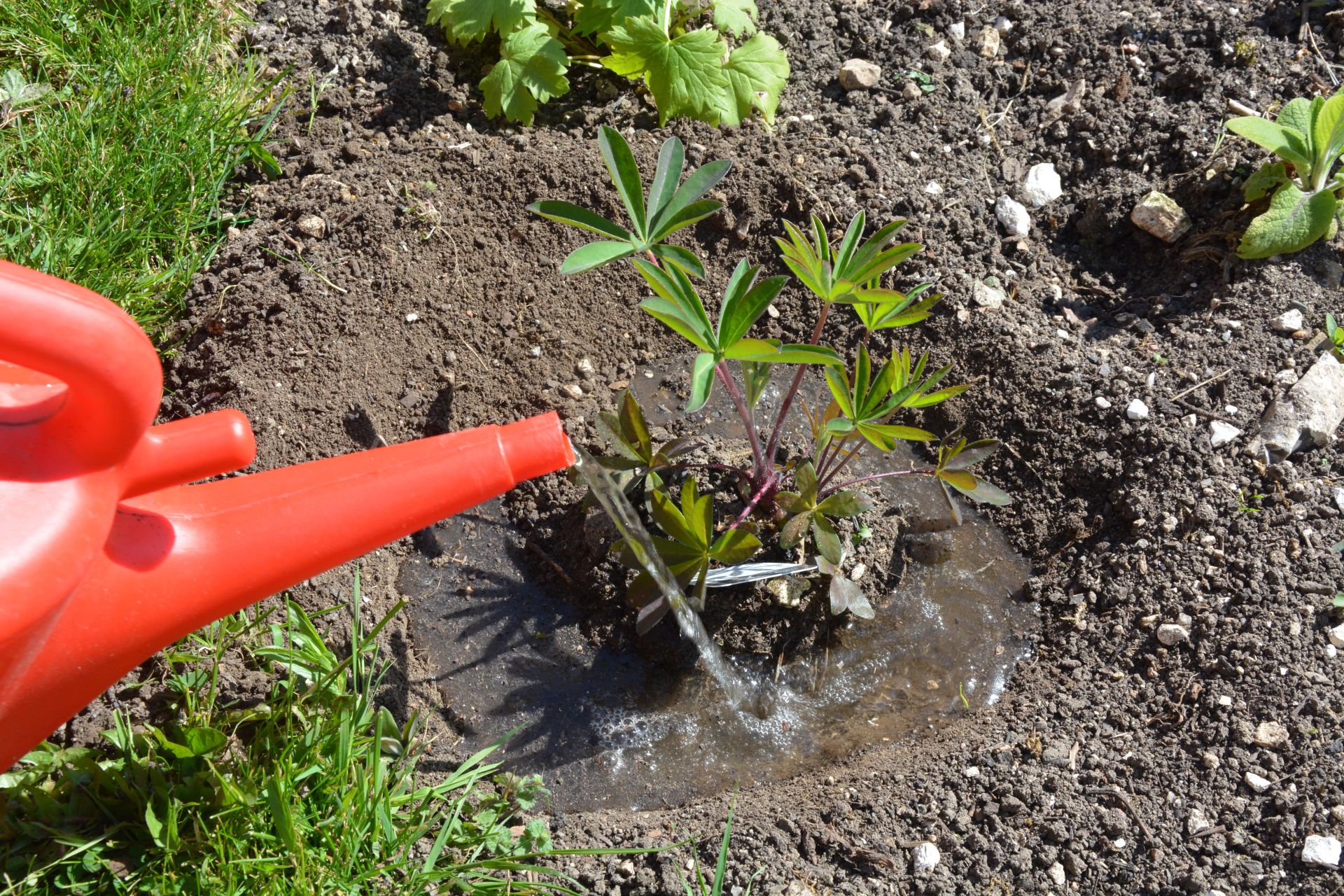 <p>                     Stop water running off very dry soil by building a ‘moat’ around plants. This will keep the water from being stolen away by weeds. Weeds are generally more aggressive and prolific than cultivated plants and will steal water and nutrients, so give your plants a fighting chance by following our weed control tips and tricks, on our website.                    </p>