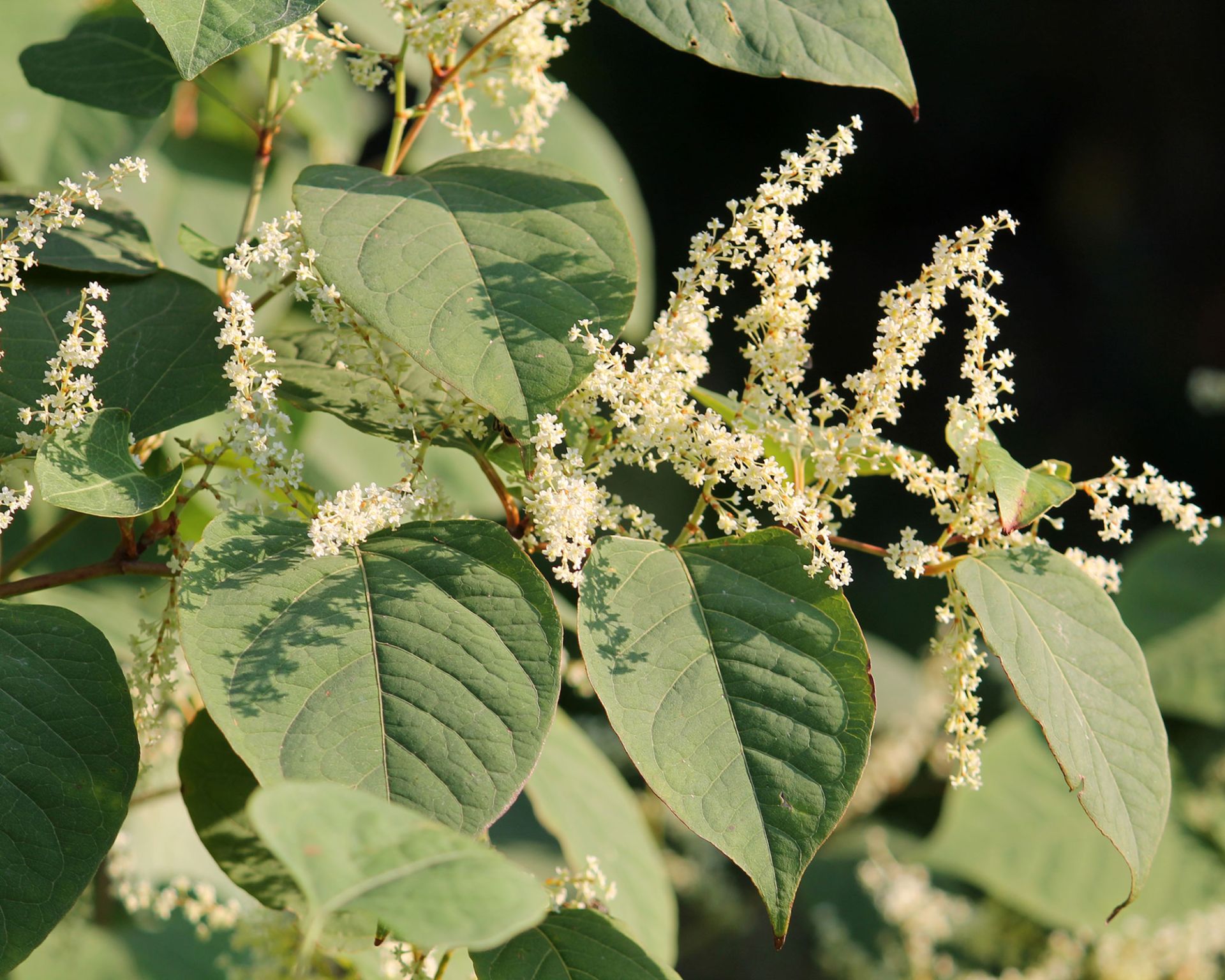 Invasive plants: 10 non-native plants to watch out for in your garden