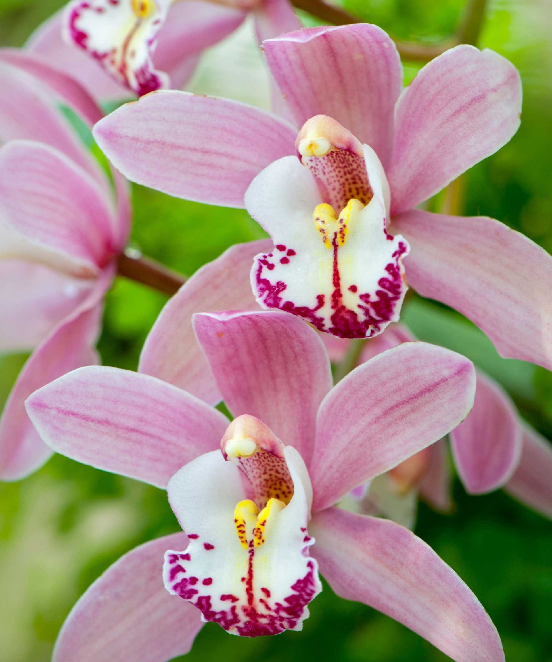 Types of orchids: 10 stunning varieties for your home
