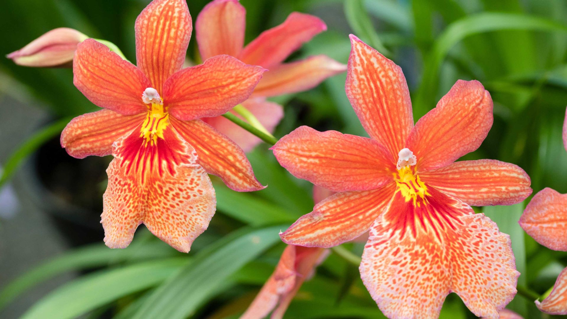 Types of orchids: 10 stunning varieties for your home