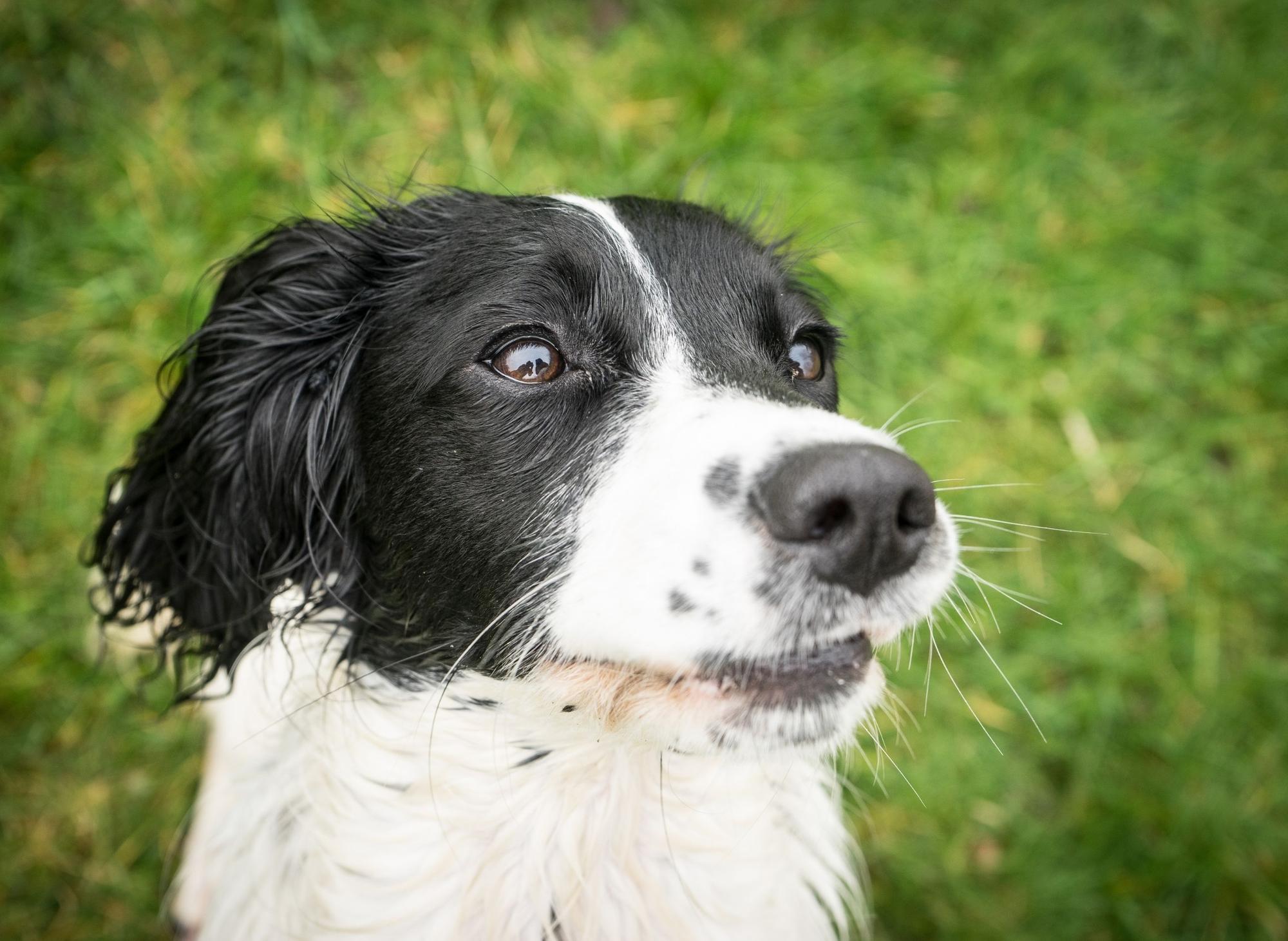 Top Springer Spaniel Dog Names: These are the 10 most popular puppy ...