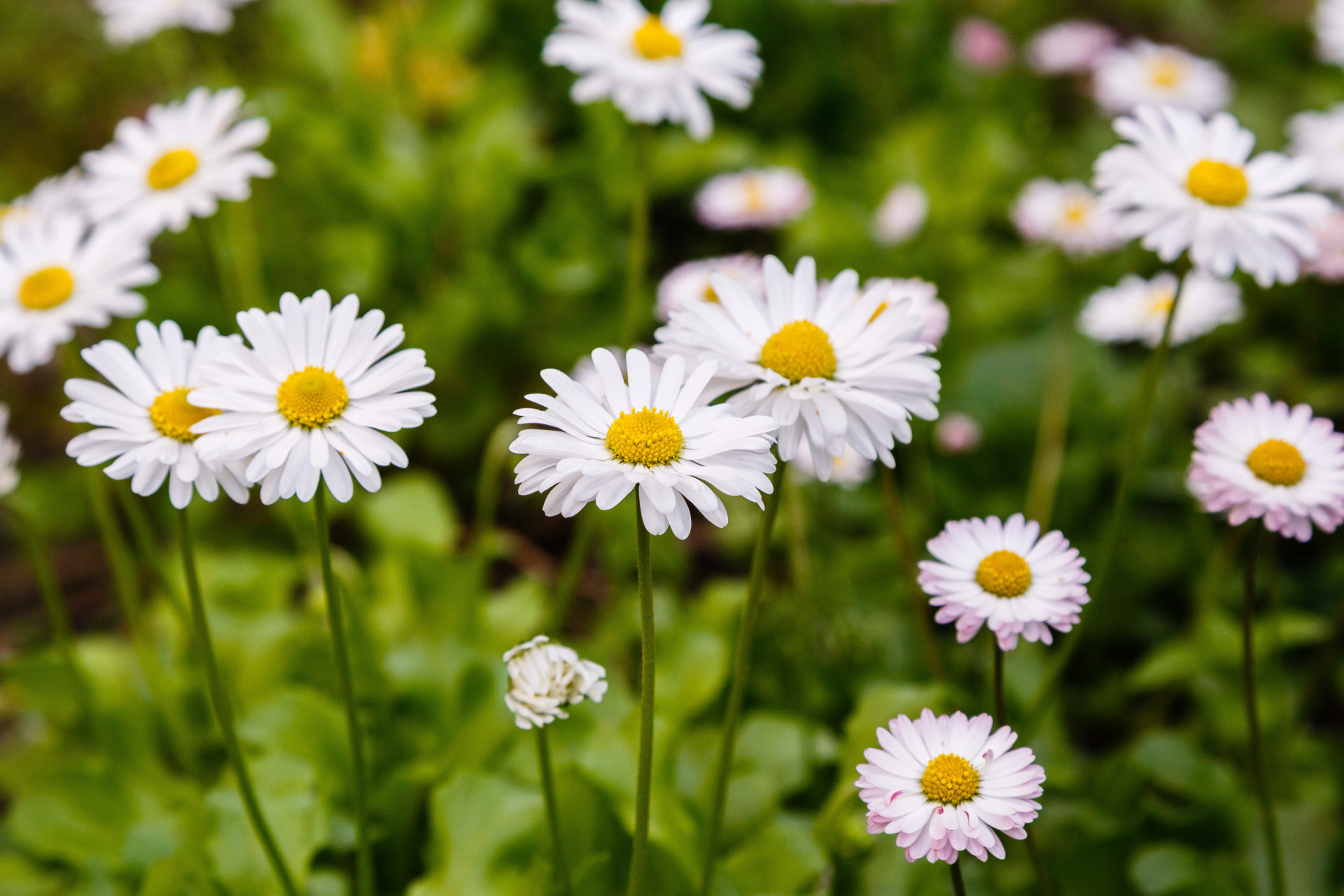 do-you-know-your-birth-month-flowers