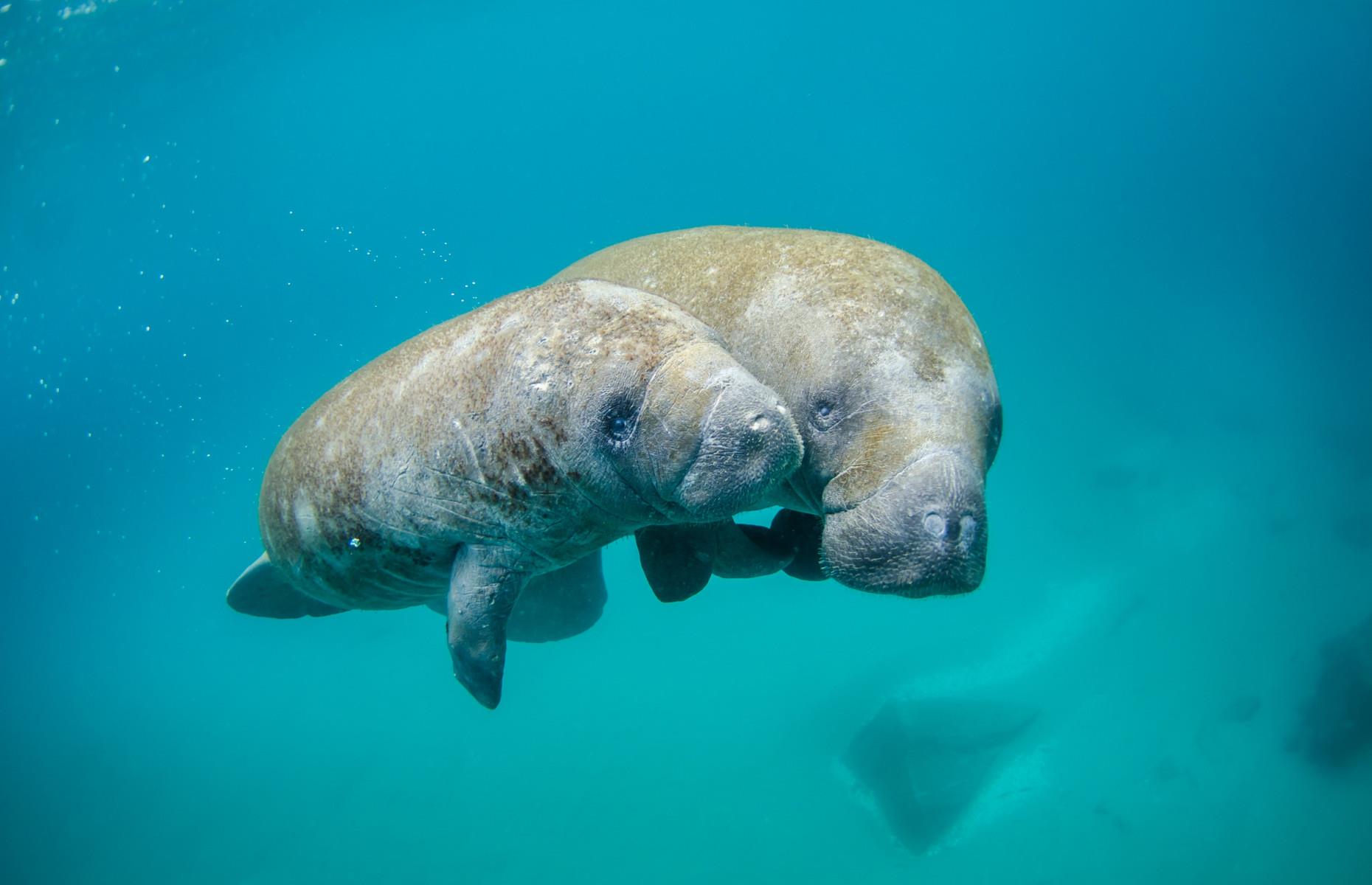 <p>Each year when winter cools the temperature, thousands of manatees spend months swimming in Florida's natural springs. These calm bodies of water remain a warm temperature year-round, offering a snug space for these gentle creatures to relax. You can even swim with them legally in Crystal River. Remember, no high-fives or hugs allowed!</p>
