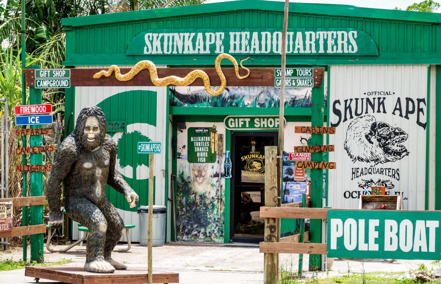 <p>Florida is no stranger to invasive species, but the so-called 'Skunk Ape' is strange even by state standards. This Swamp Sasquatch is an elusive creature, spotted in land that's now part of the Big Cypress National Preserve, 50 years ago by a man named Dave Shealy. Shealy has been hunting for the beast ever since, opening up the official Skunk Ape Research Headquarters near Naples. Aside from teaching you all about Florida's bigfoot, Shealy runs swamp tours and hosts live animal exhibits, including a 24-foot (7.3m) python.</p>