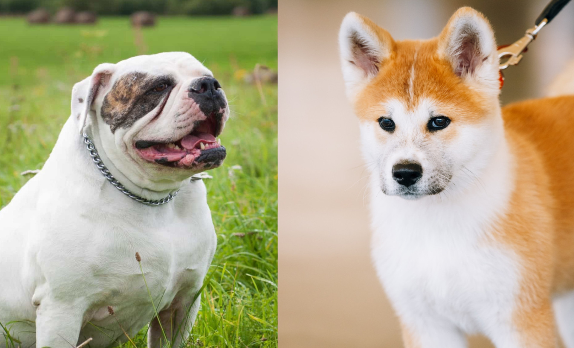 Meet The Dogs That Are Banned Around The World   AA15u9Ii.img