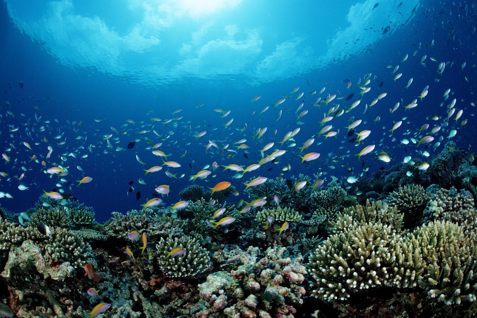 One Coral Reef's Stunning Rebirth Gave Hope For The Future Of Our Oceans