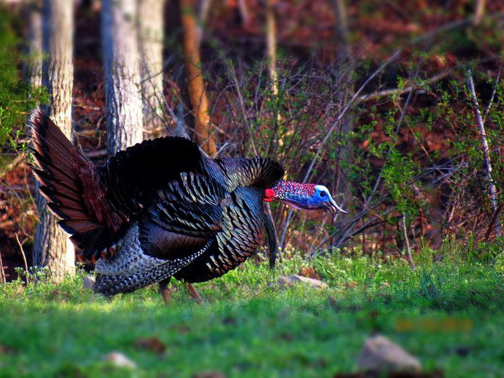 When does 2024 spring turkey season start in Tennessee