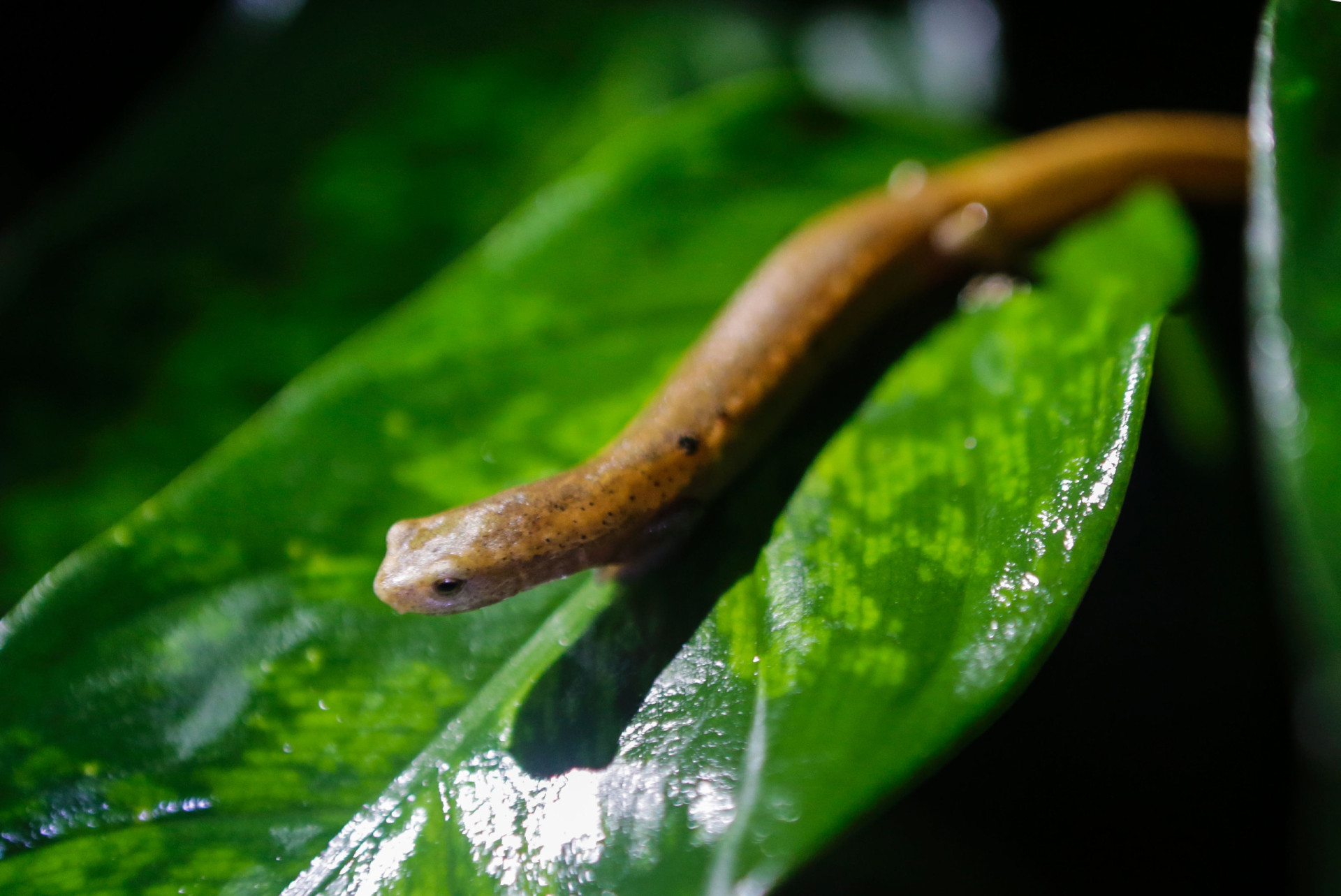 Die erstaunlichsten Kaltblüter der Tierwelt