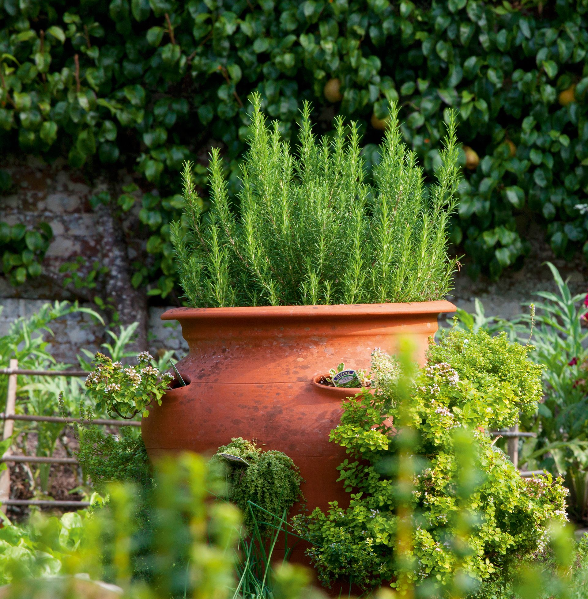 Best plants for pots all year round – 10 standout varieties