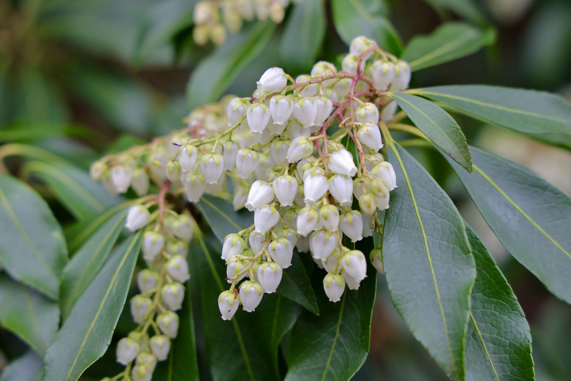 Best plants for pots all year round – 10 standout varieties