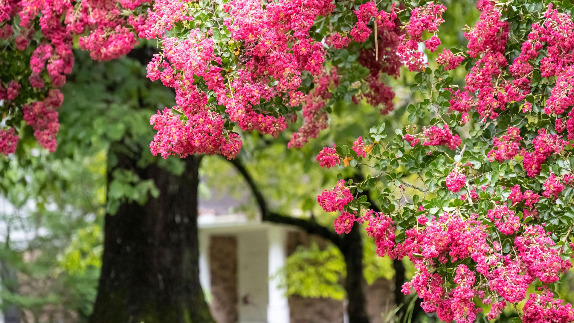 Best low maintenance trees: 11 easy options for plots big and small