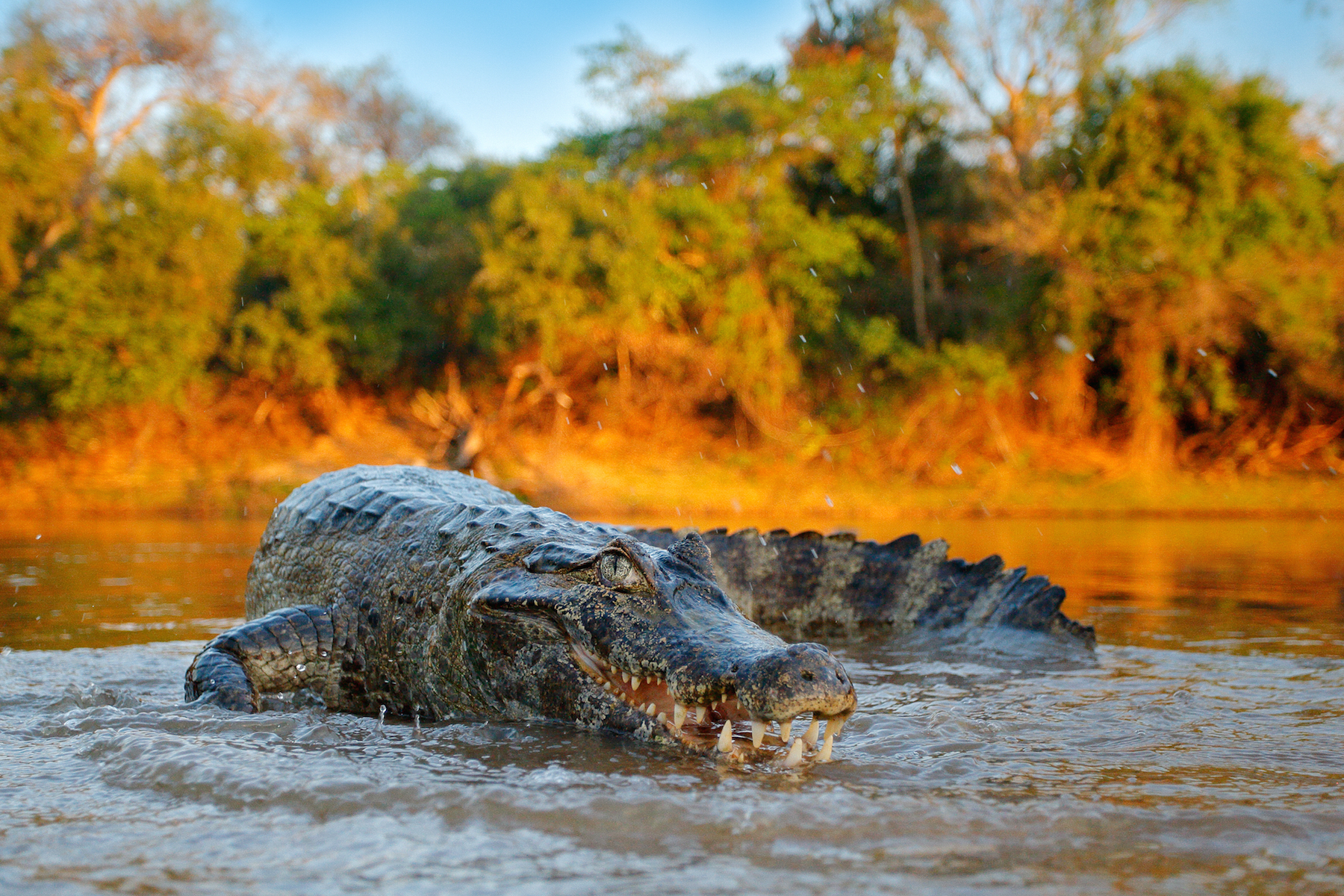 Everything you need to know about crocodiles