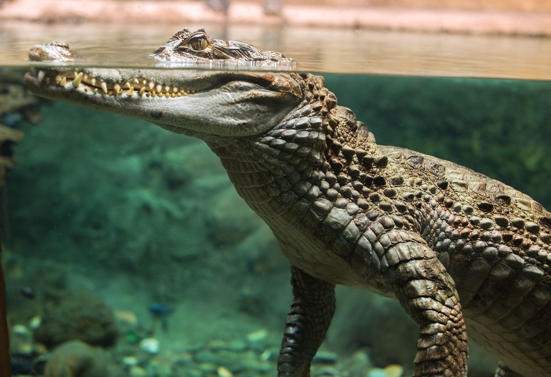 Everything you need to know about crocodiles